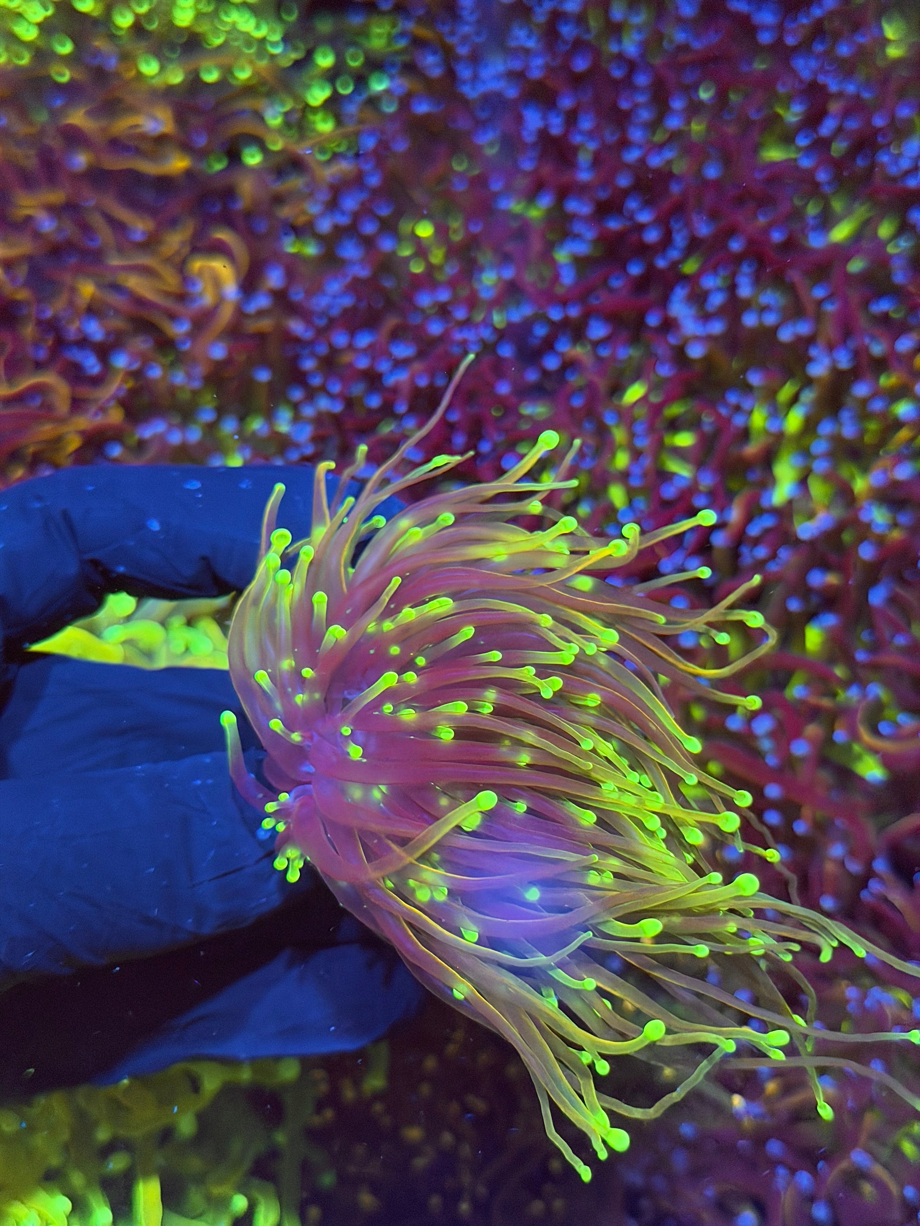 JEA Dragon Fire Torch Coral 2 Heads XXL