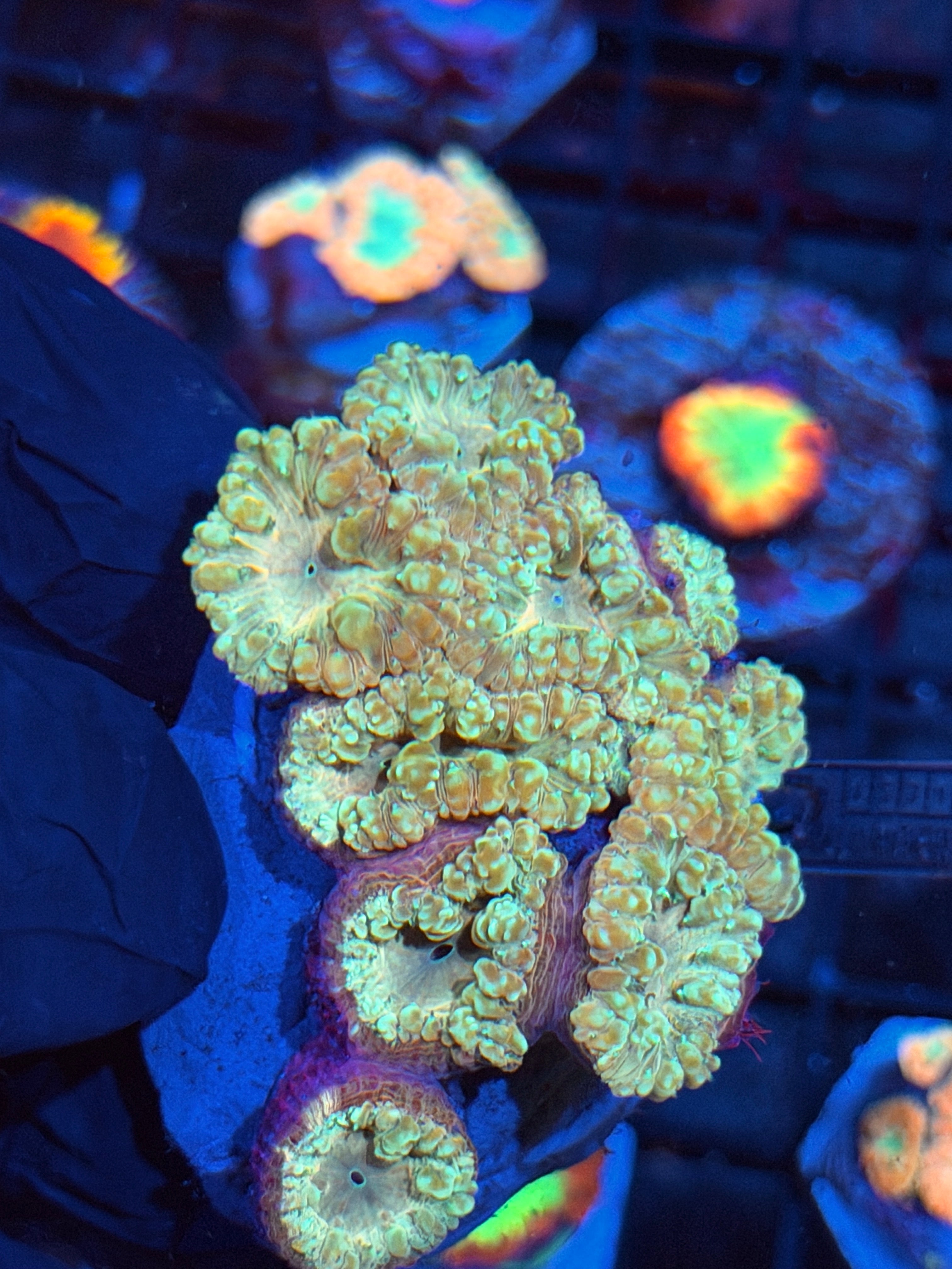 JEA Oompa Loompa Blastomussa Coral Colony  XXL 9+ Heads