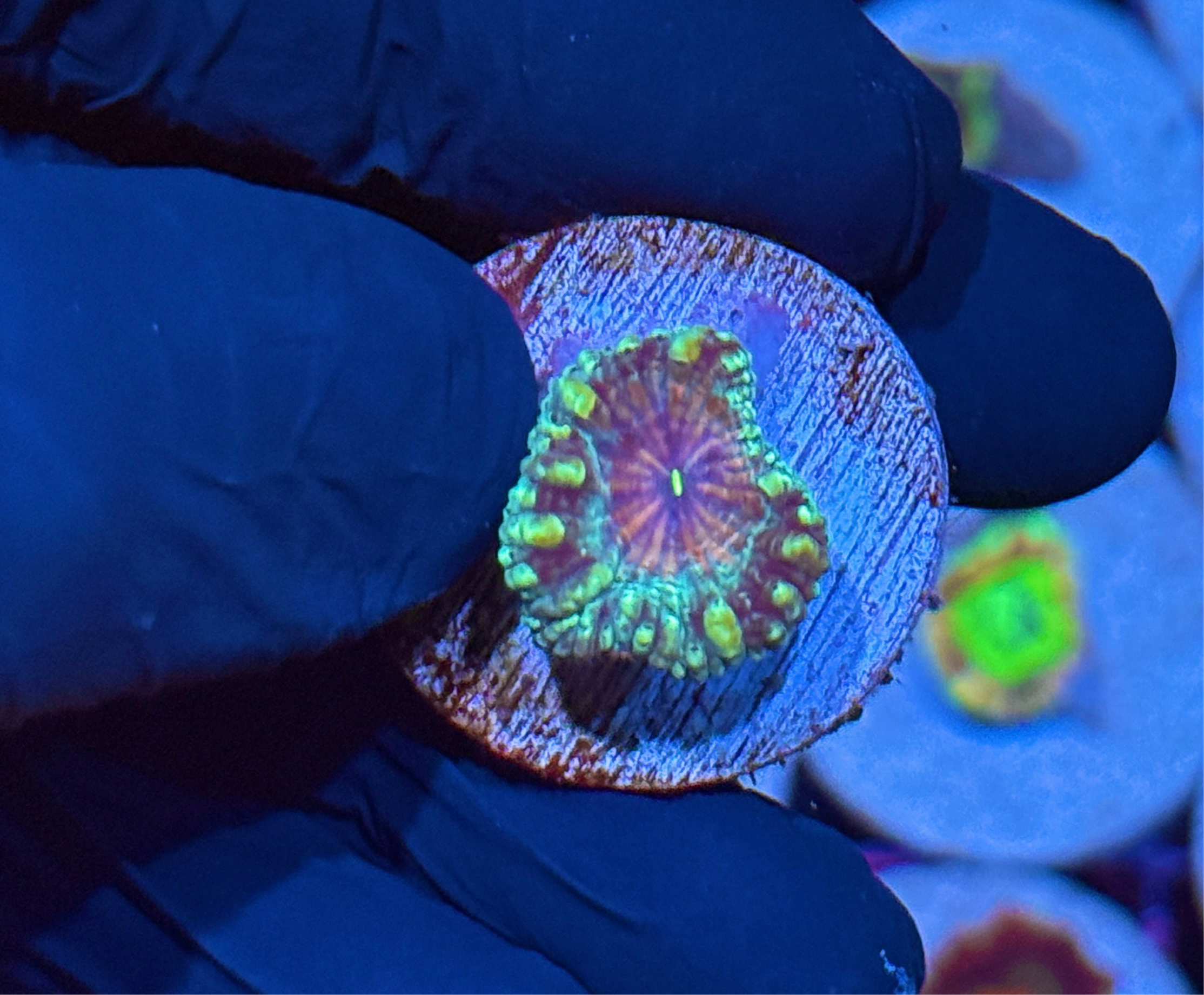 JEA Purple Punch Blastomussa Coral 1 XL Head