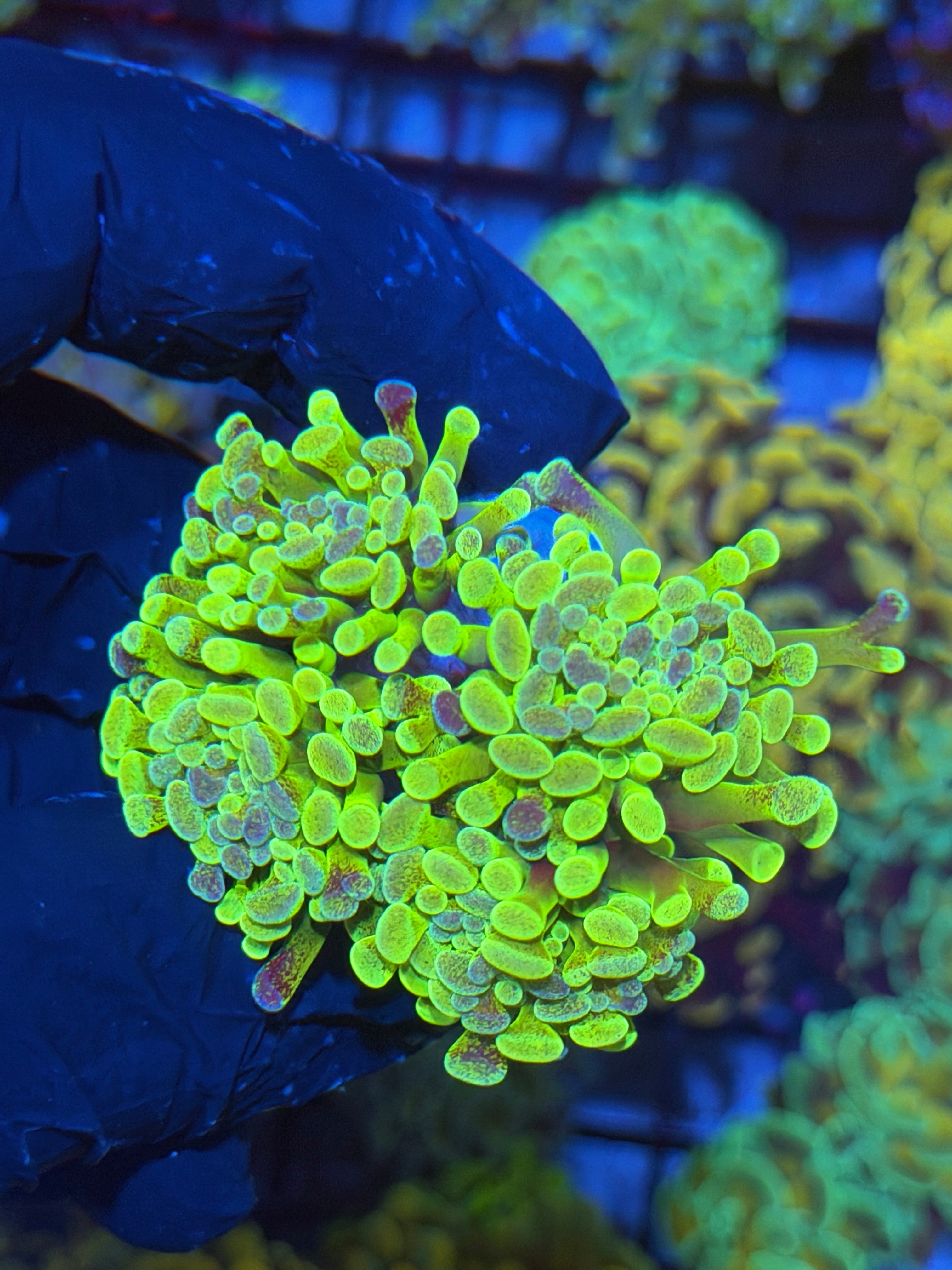 JEA Pixie Dust Hammer Coral 4 XL Heads 4/23