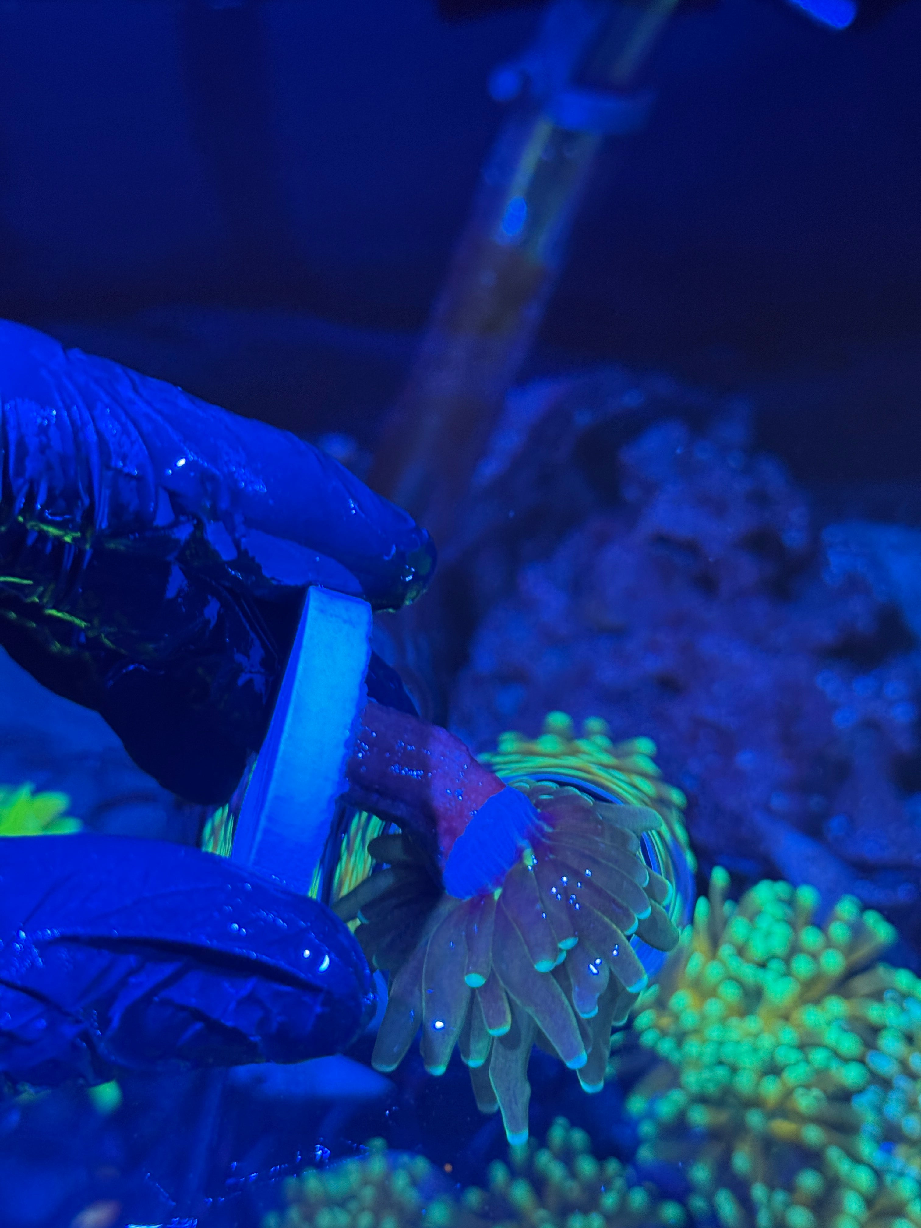 JEA Branching Tiger Torch Coral 1 Head