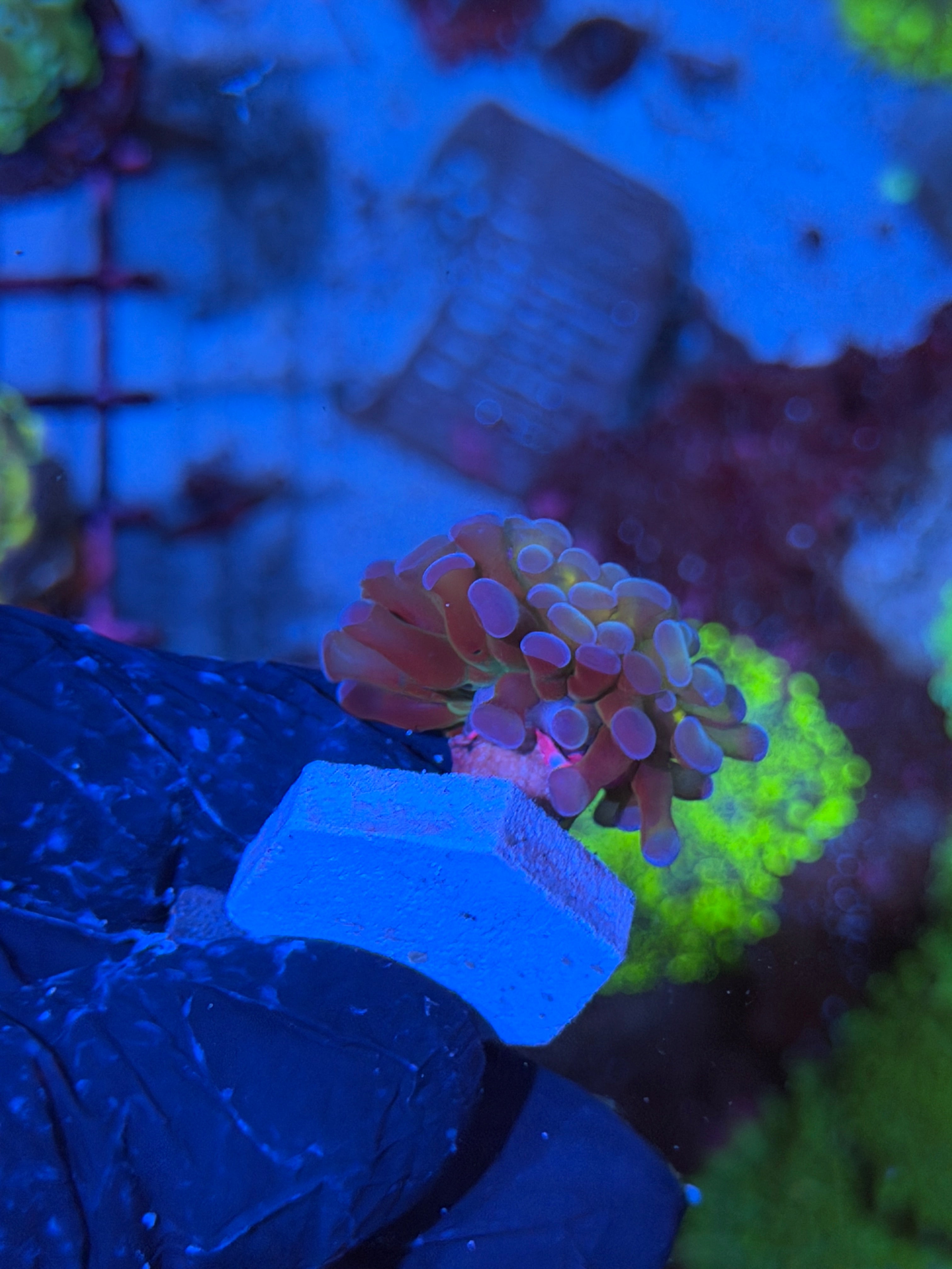 JEA Gods Gift Hammer Coral 1 XL Head