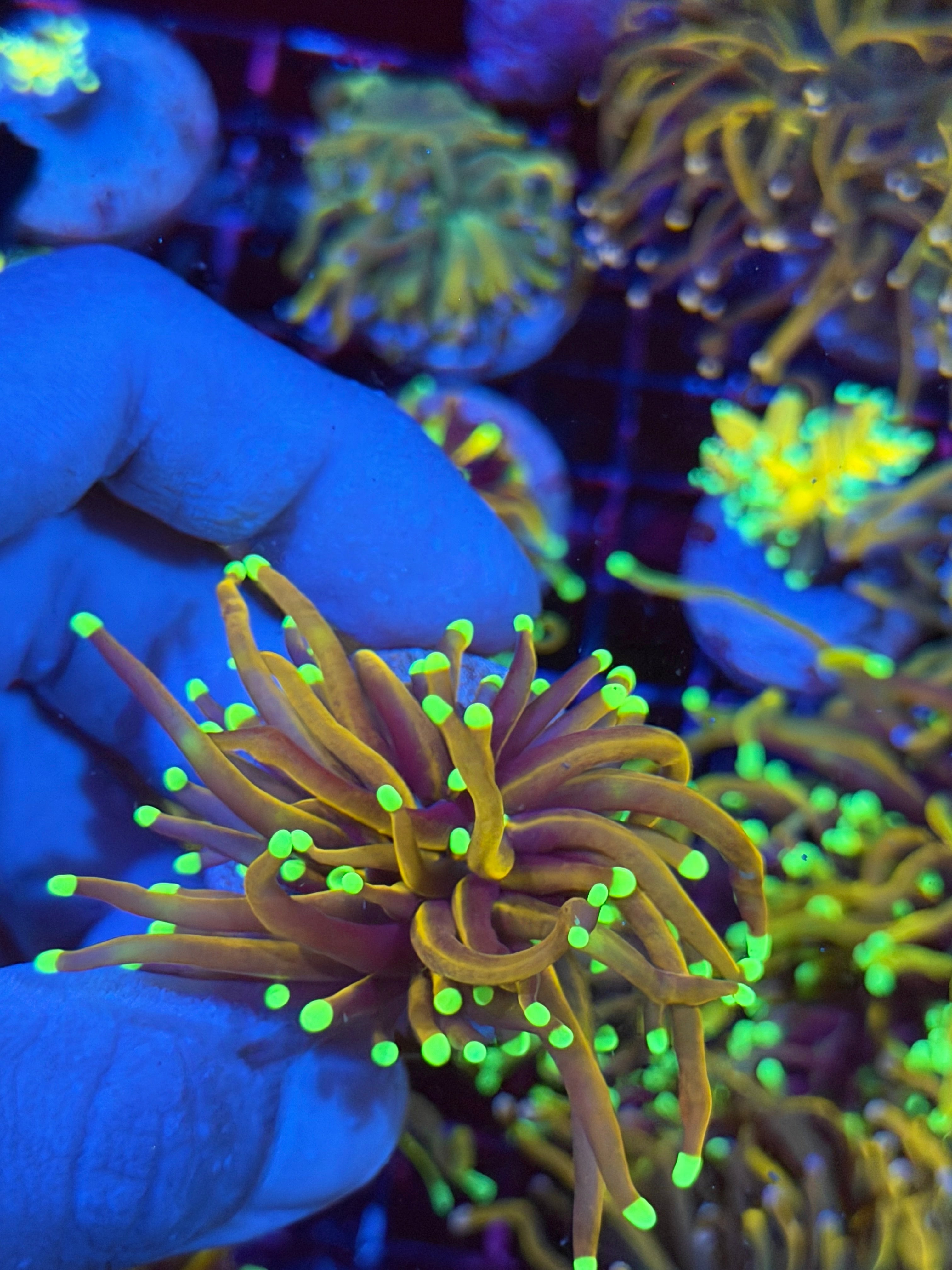JEA Jester Torch Coral 1 Head