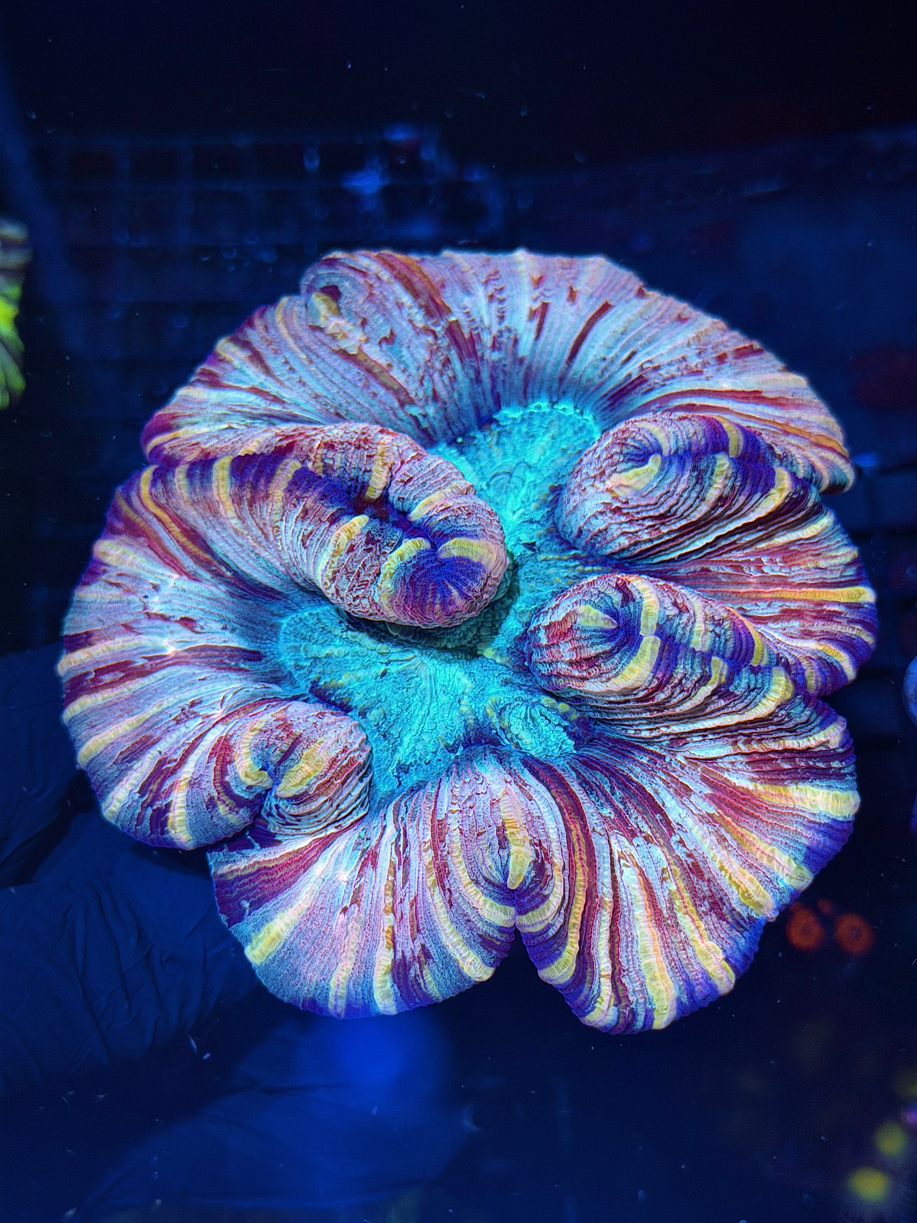 Unique Striped Trachyphyllia Meat Coral XL 7/31