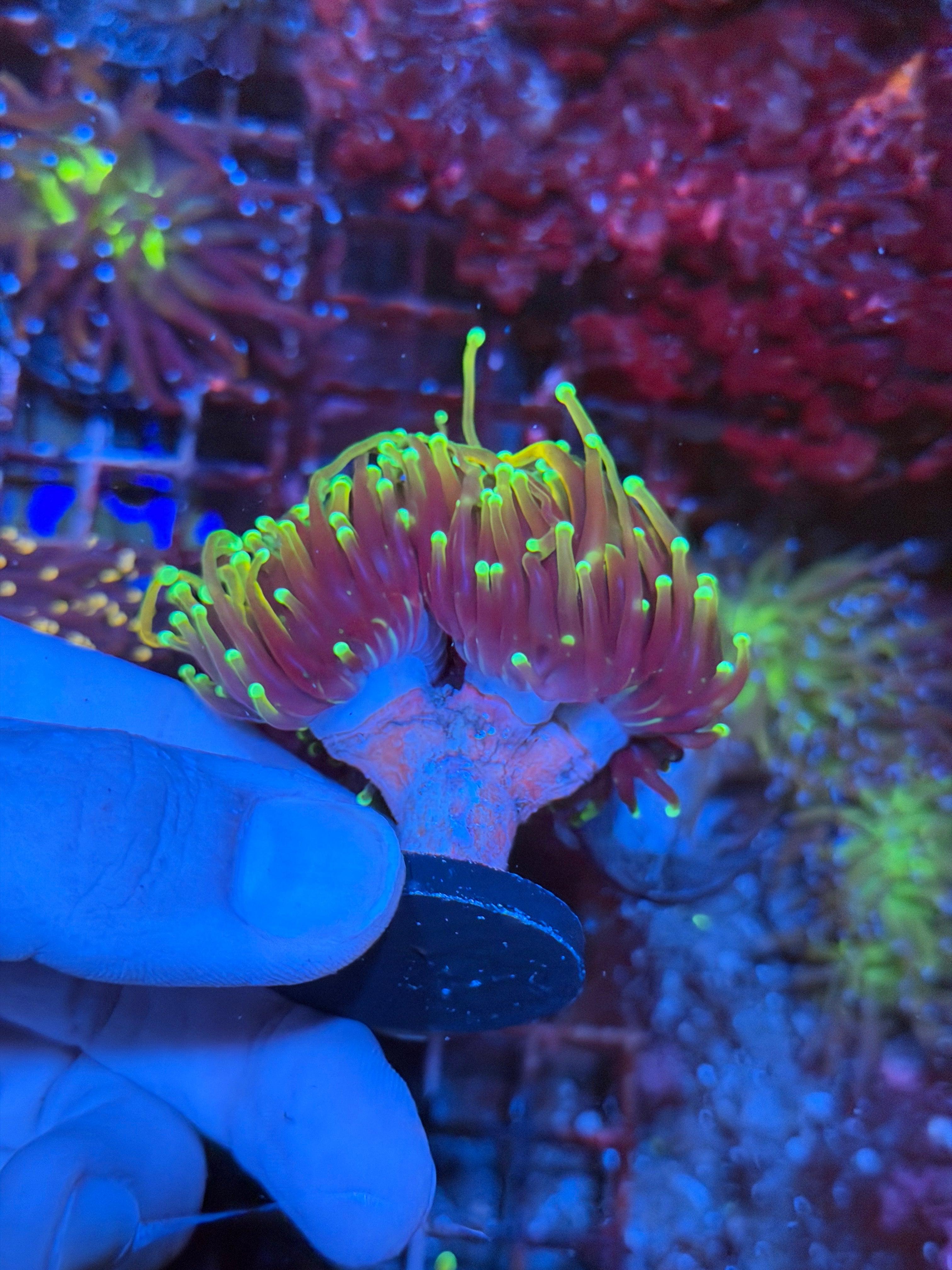 JEA Dragon Soul Torch Coral Mini  Colony 3 Heads XL 2/25