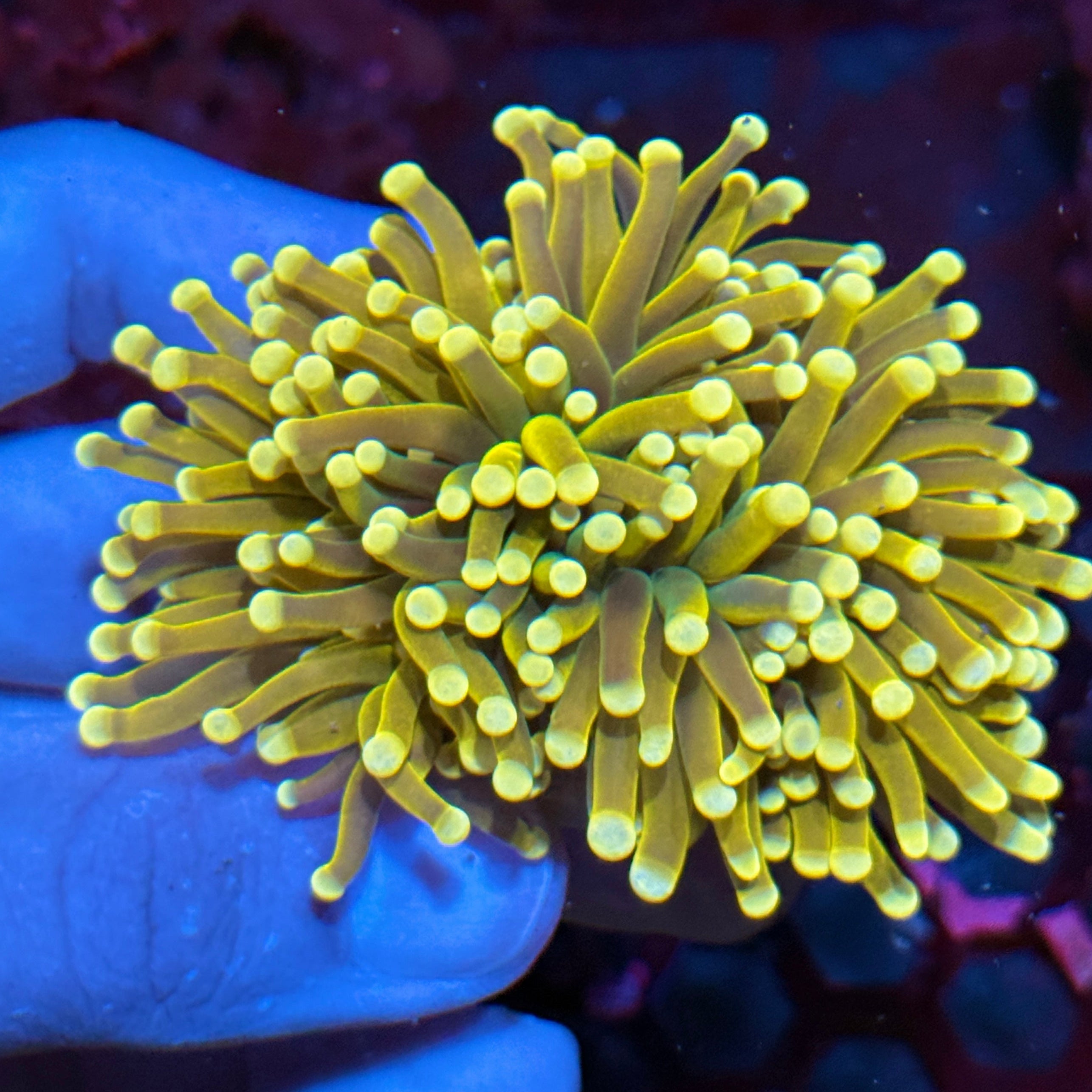 JEA Banana Peel Torch Coral 3 Heads Splitting XXL
