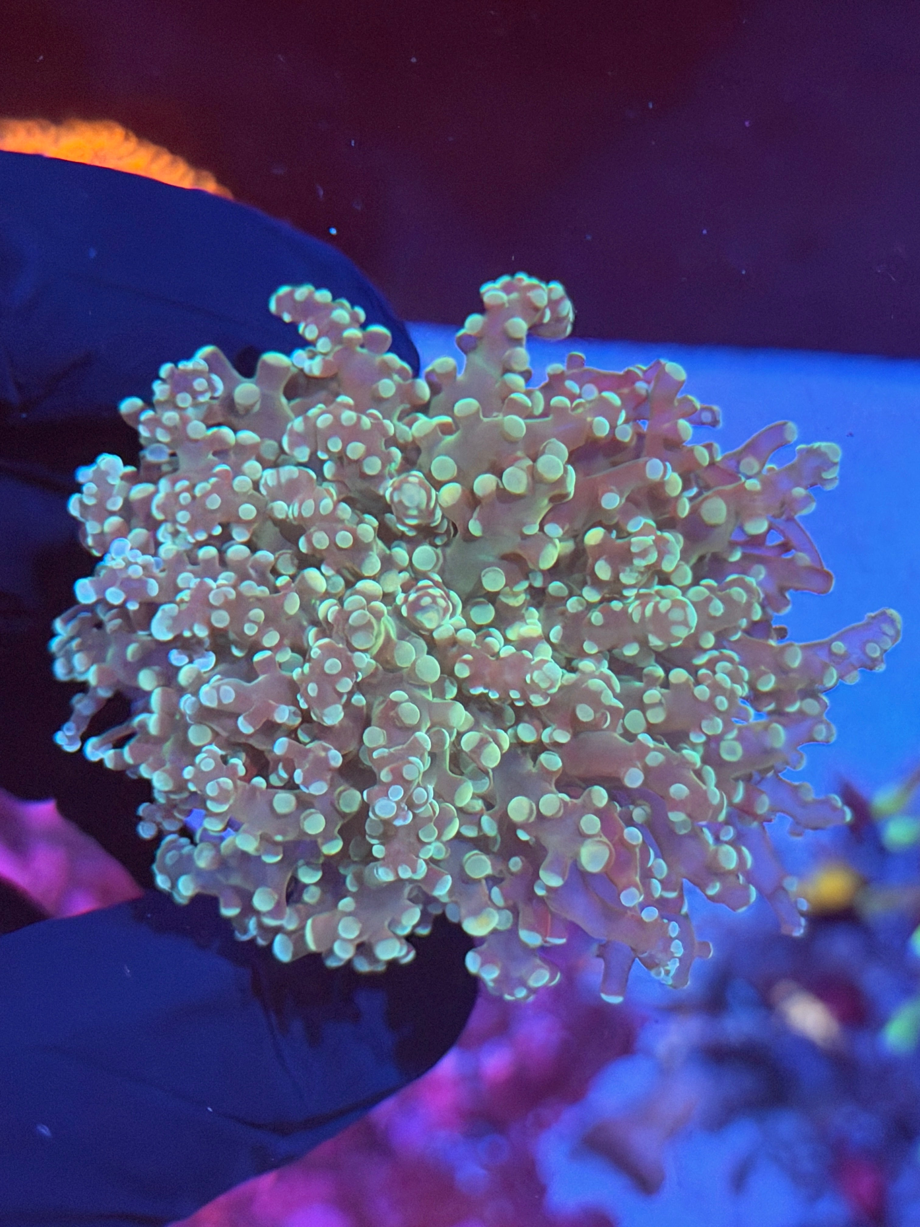 JEA Green Apple Frogspawn Coral 1 XXL Head Splitting
