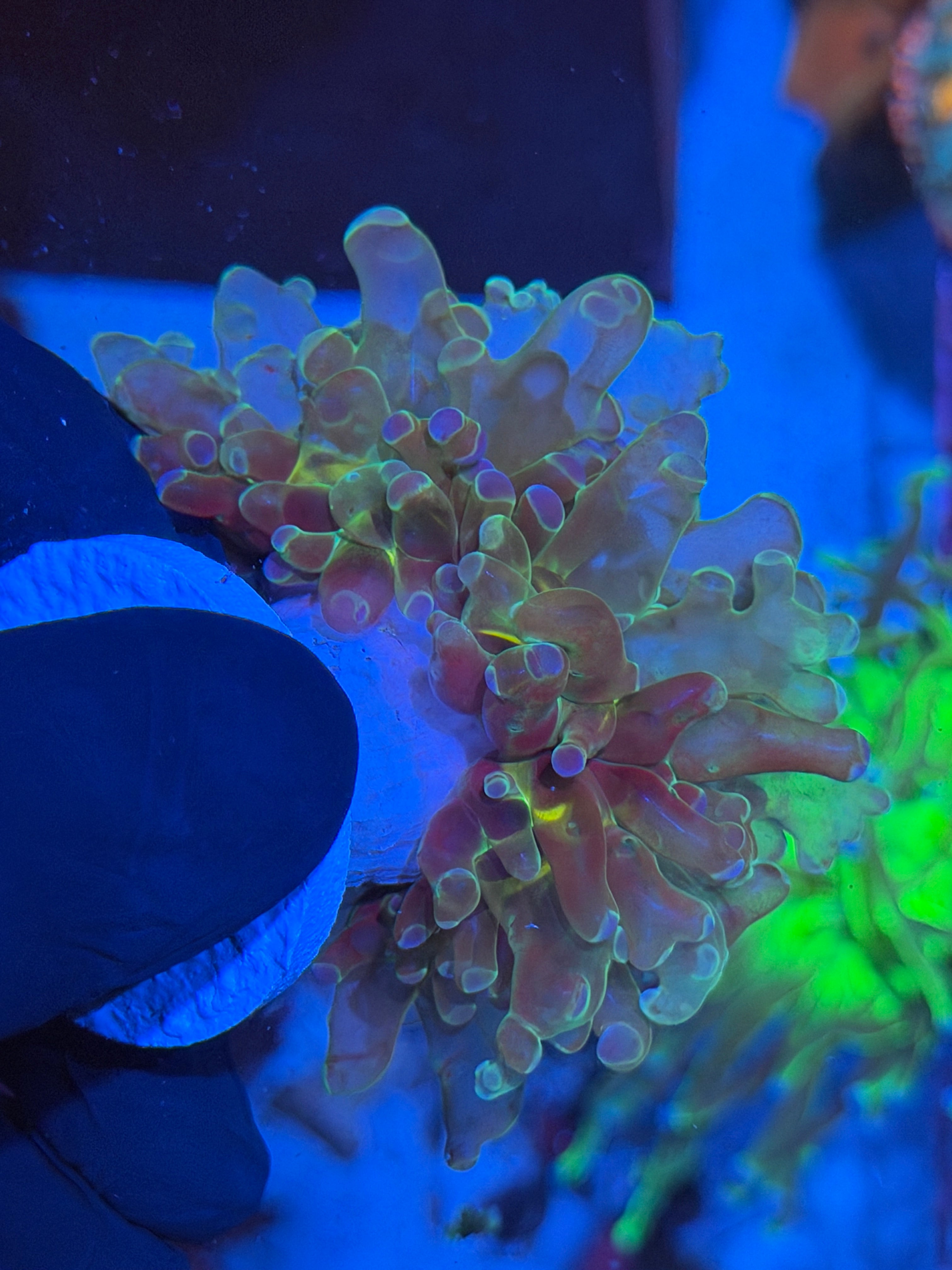 JEA Holy Relic Frogspawn Coral 1 XL Head Splitting