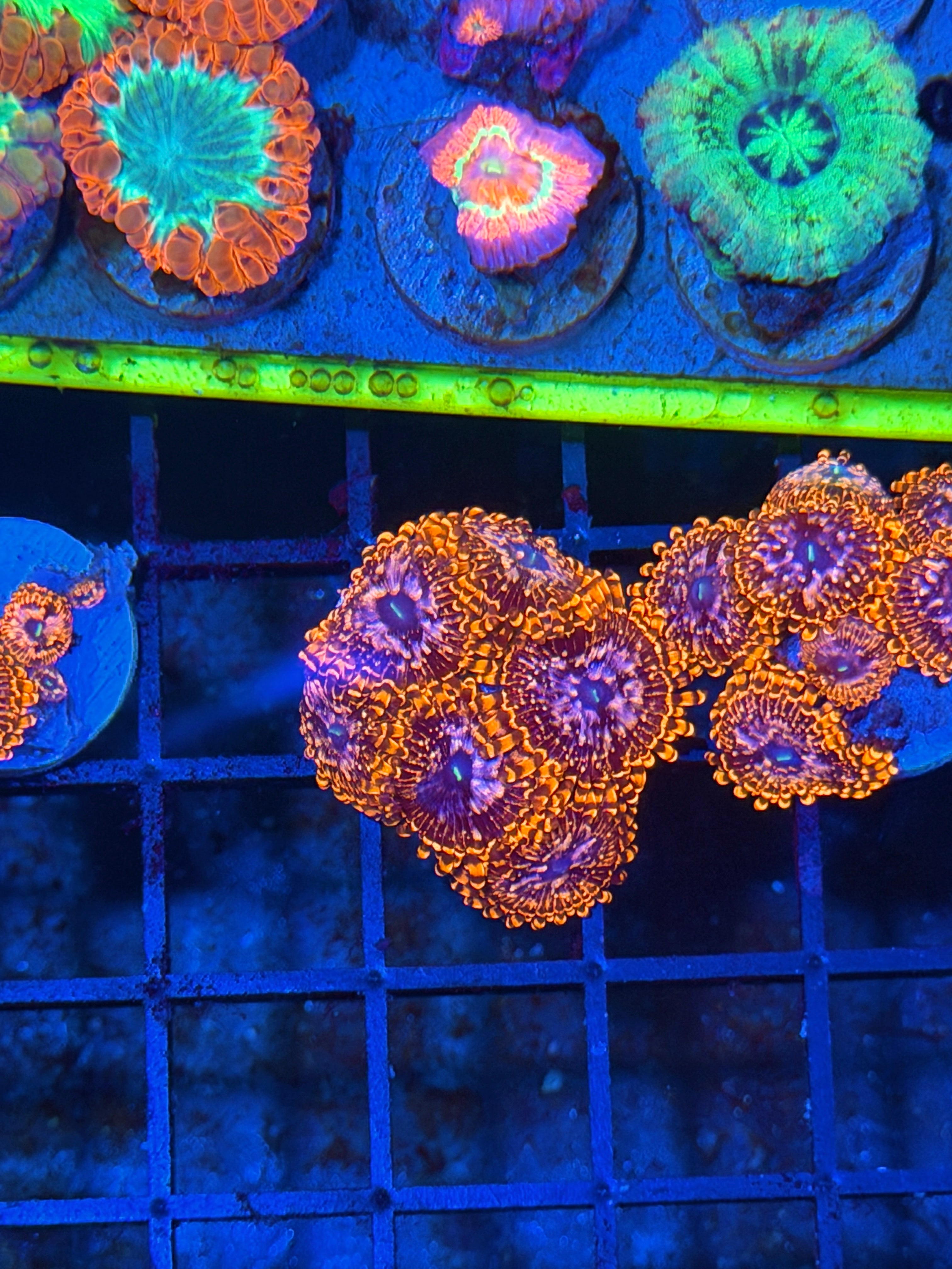 JEA Utter Chaos Zoanthid Coral 6 XL Polyps 5/2