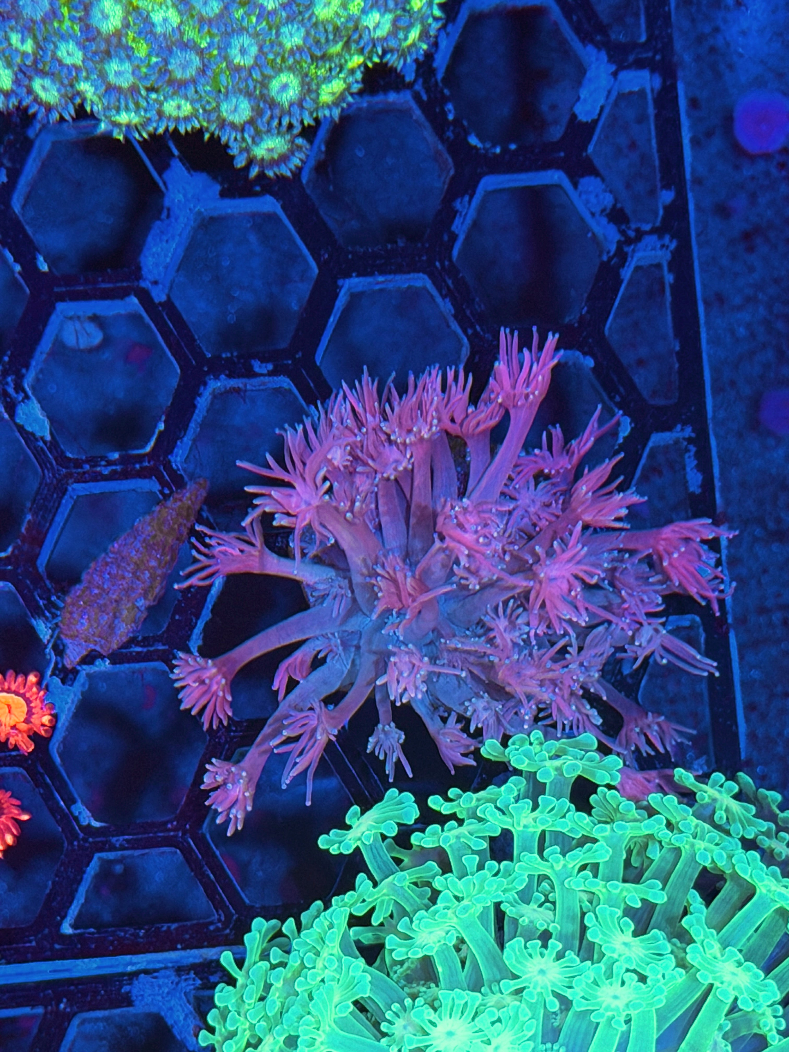 JEA Sweet Tarts Goniopora Coral 8/6