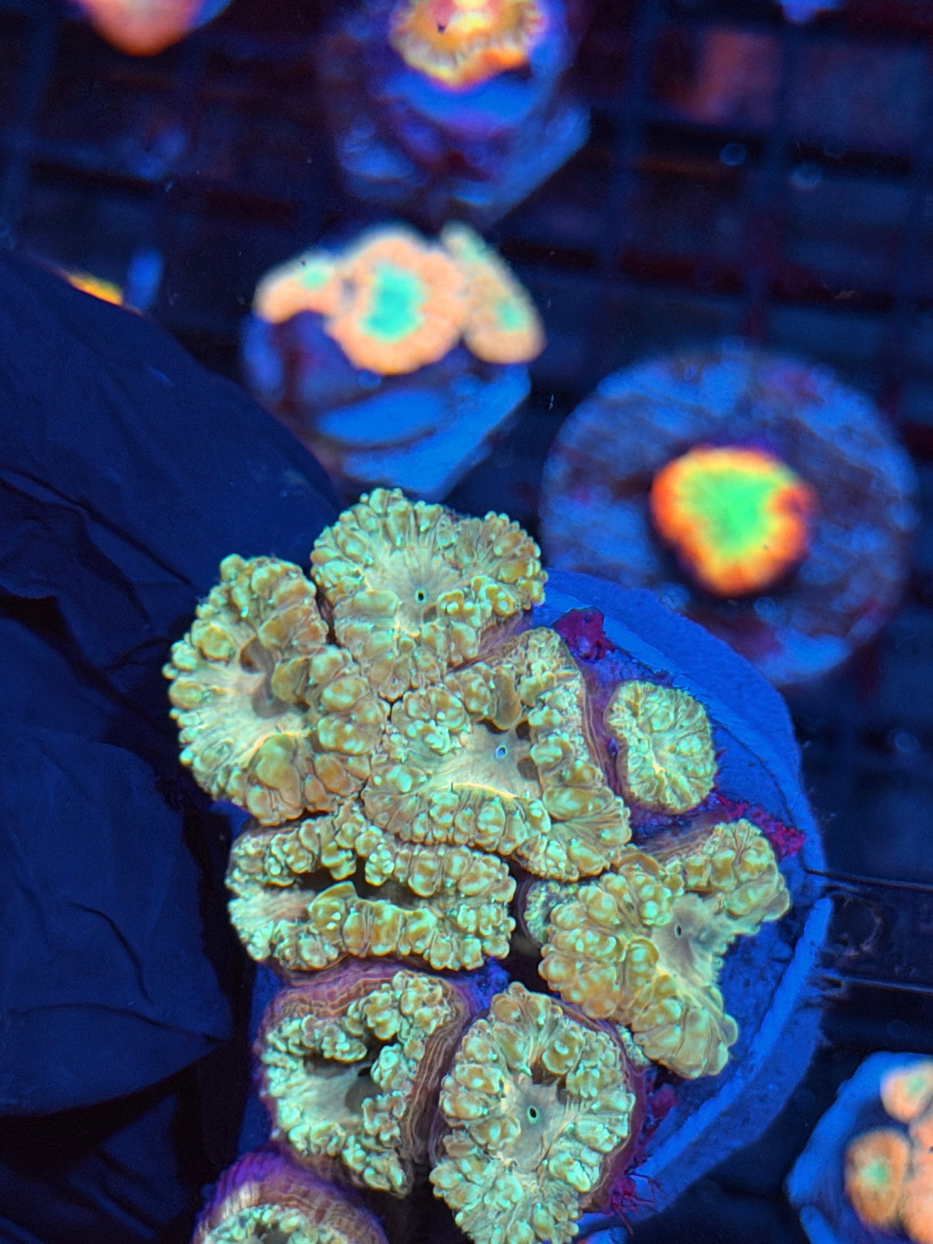 JEA Oompa Loompa Blastomussa Coral Colony  XXL 9+ Heads
