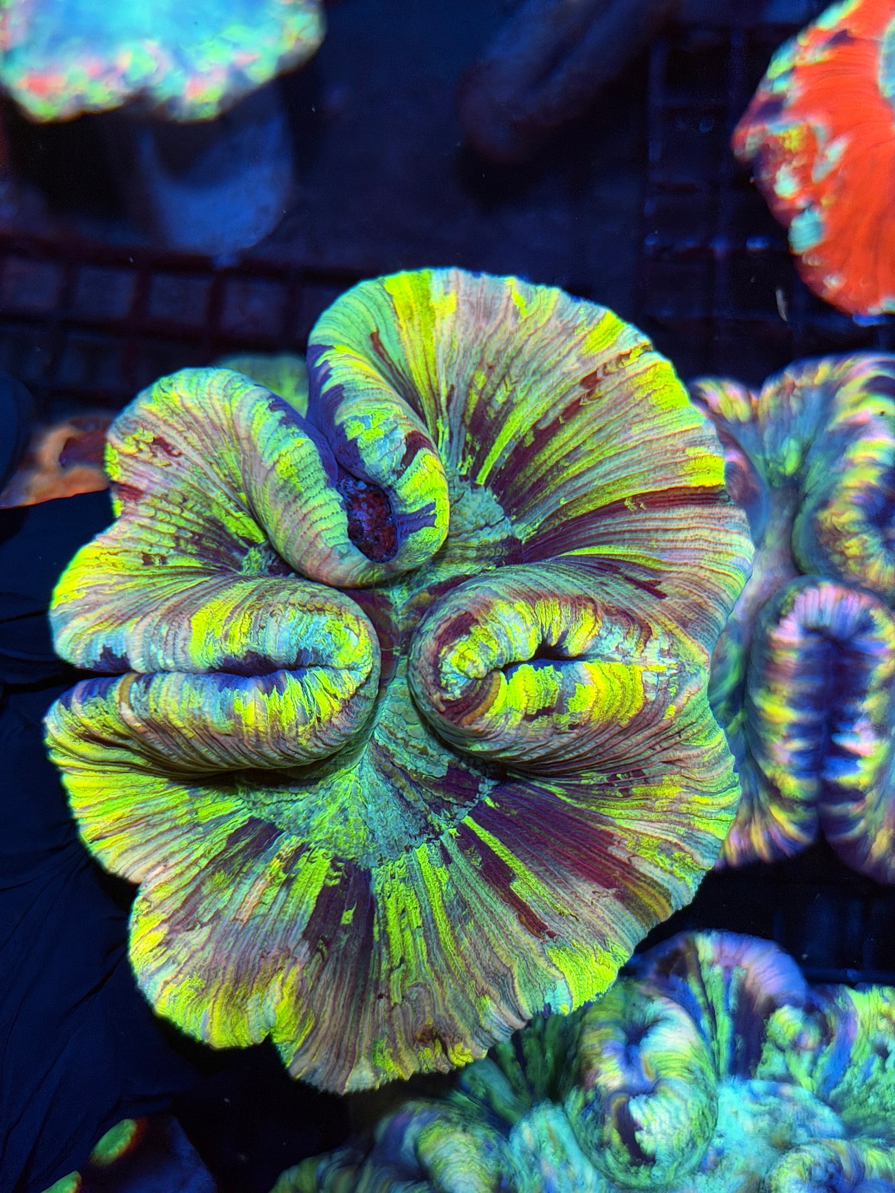 Insane Rainbow Trachyphyllia Meat Coral XL