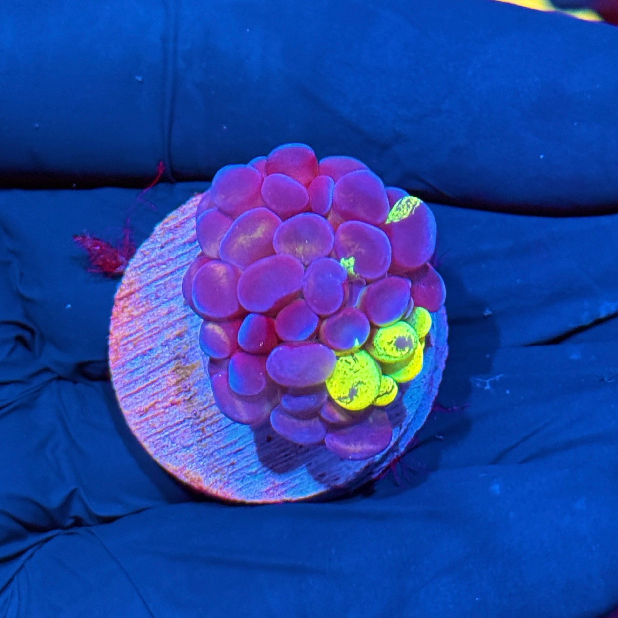 JEA Zeus’ Wrath Hammer Coral Grafted 1 XL Head AQUACULTURED