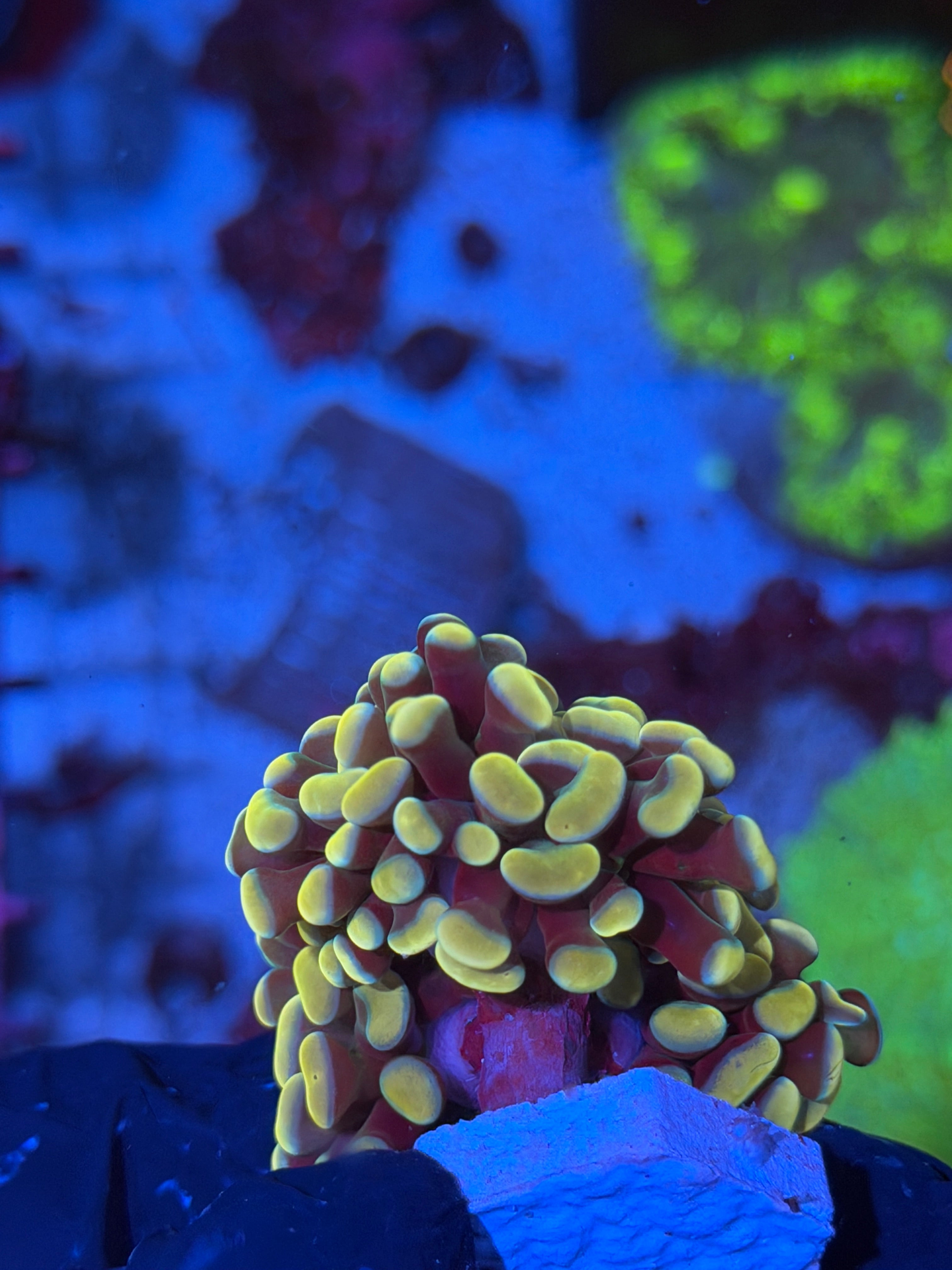 JEA Jelly Bean Hammer Coral 3 Heads Splitting XL