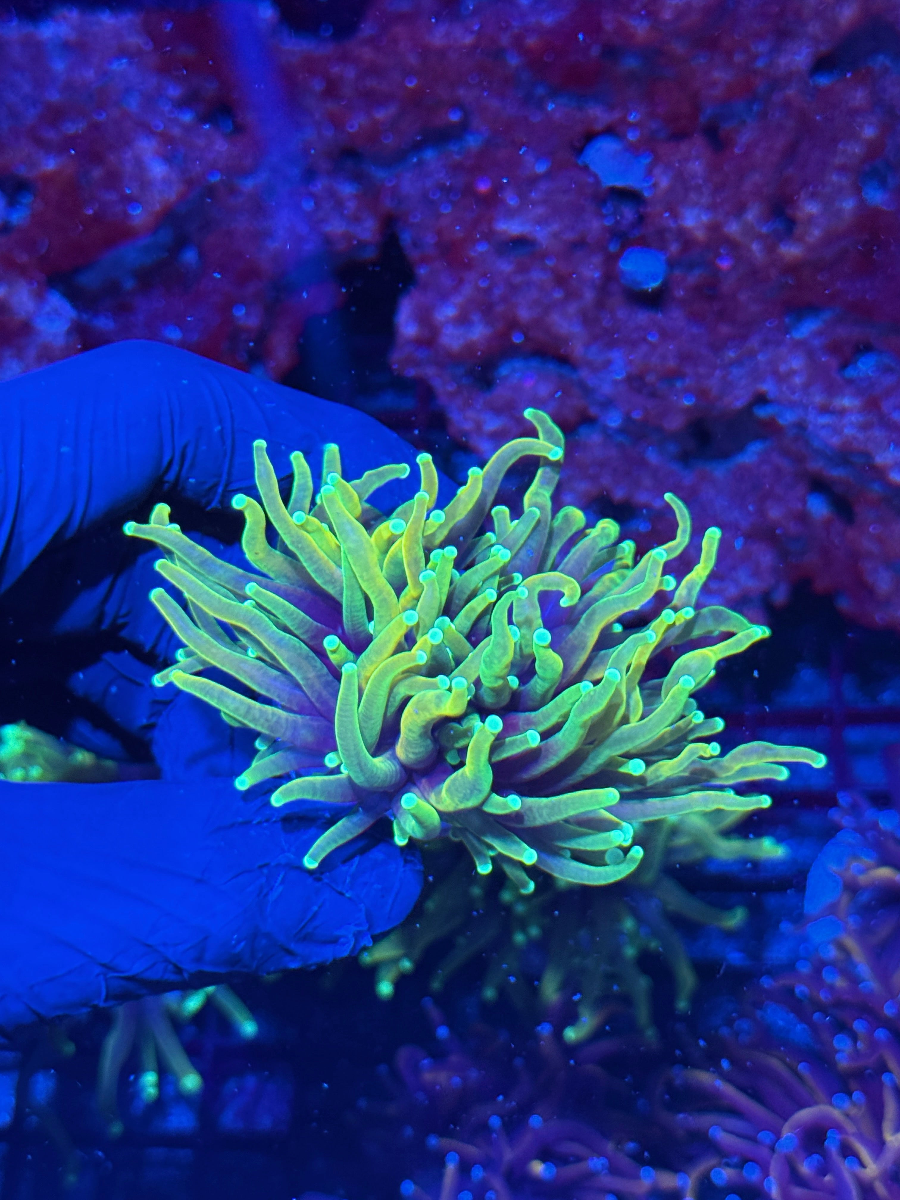 JEA Dragon Fire Torch Coral 2 Heads