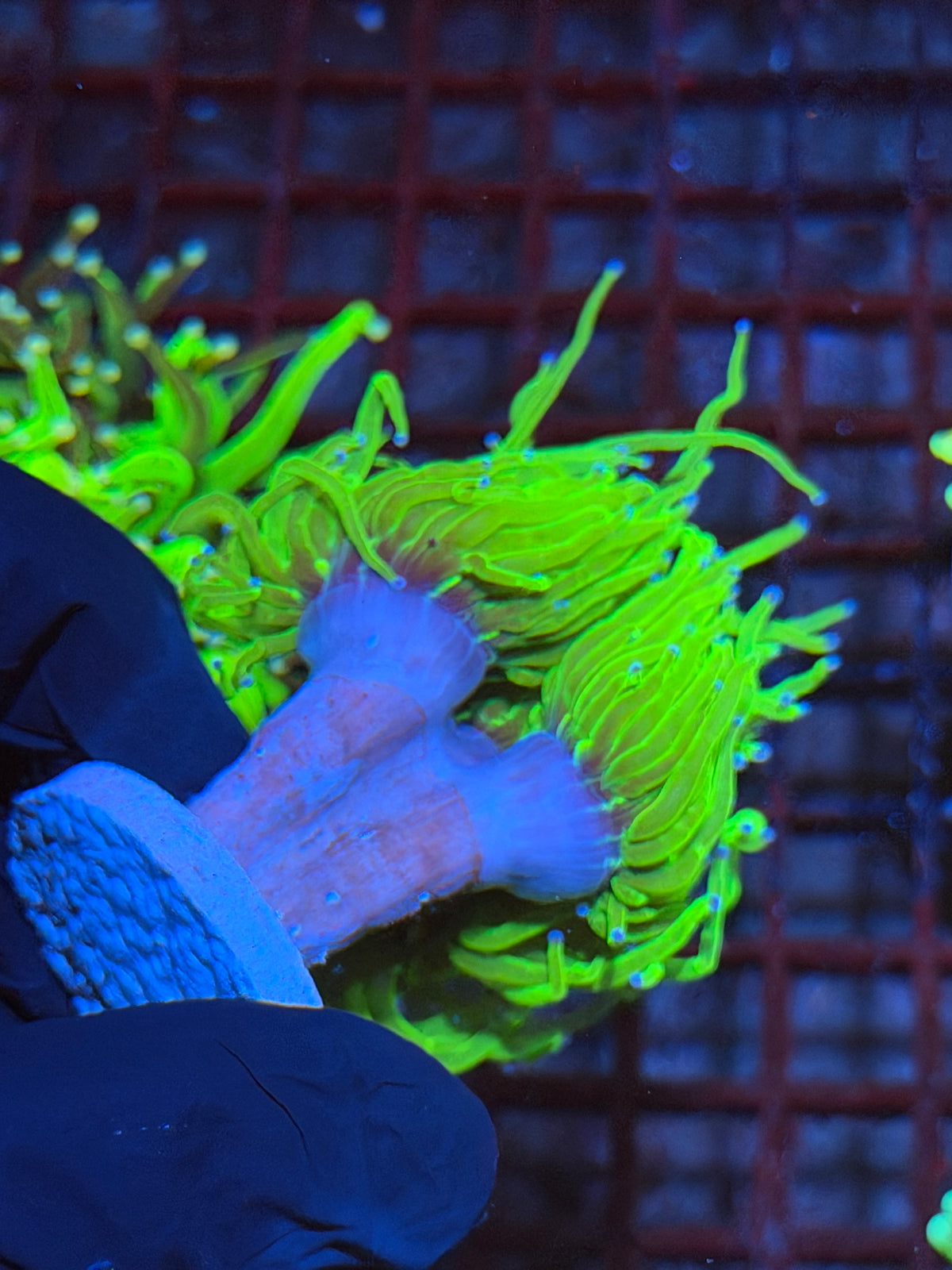 JEA Holy Grail Torch Coral 3 Heads Splitting XXXL Show Sized 9/22