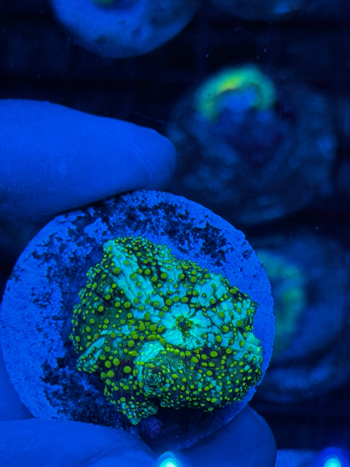 JEA King Midas Jawbreaker Mushroom Coral 9/22