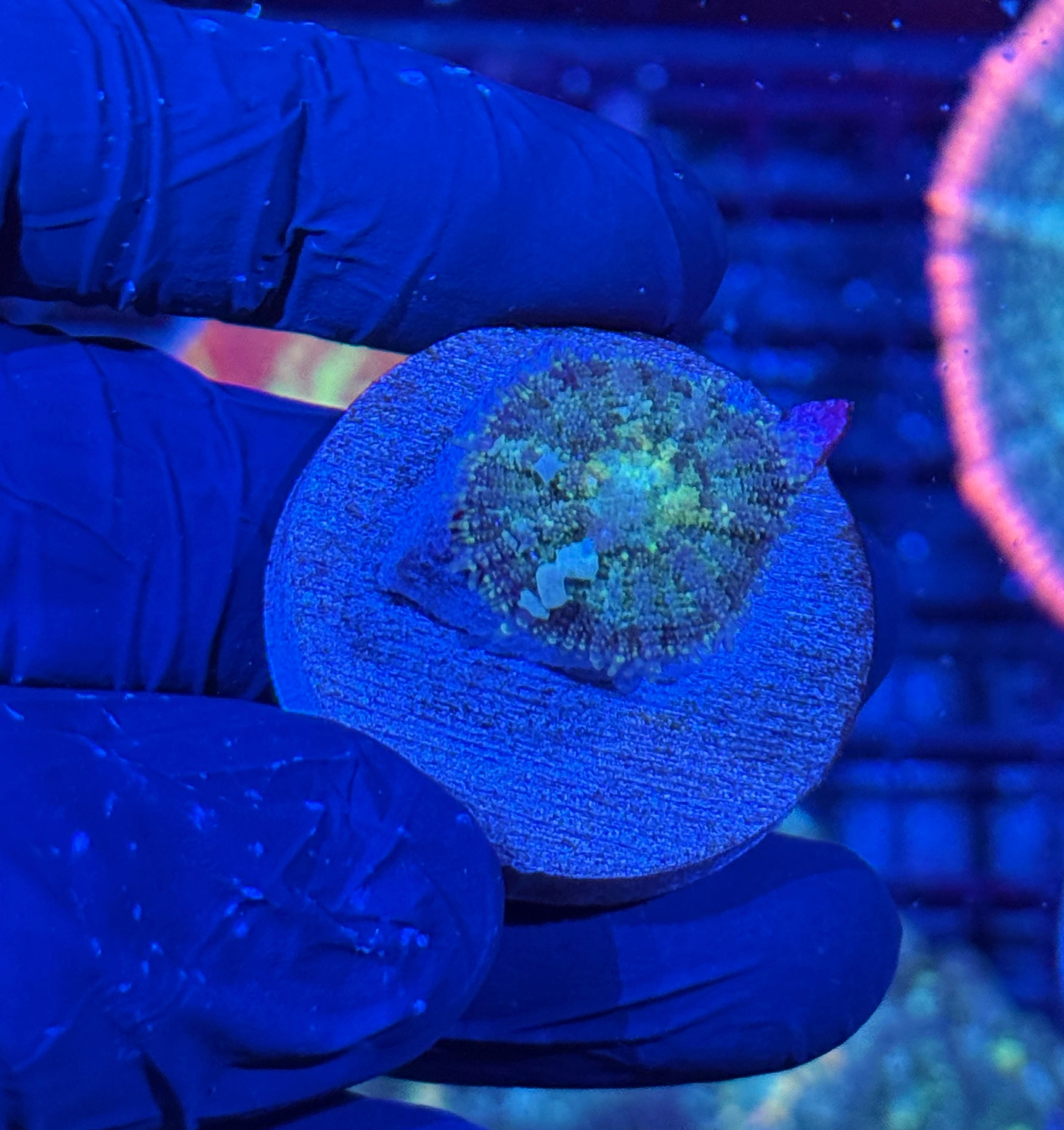 JEA Godspawn Bounce Mushroom Coral Mother Colony shown in video 7/2