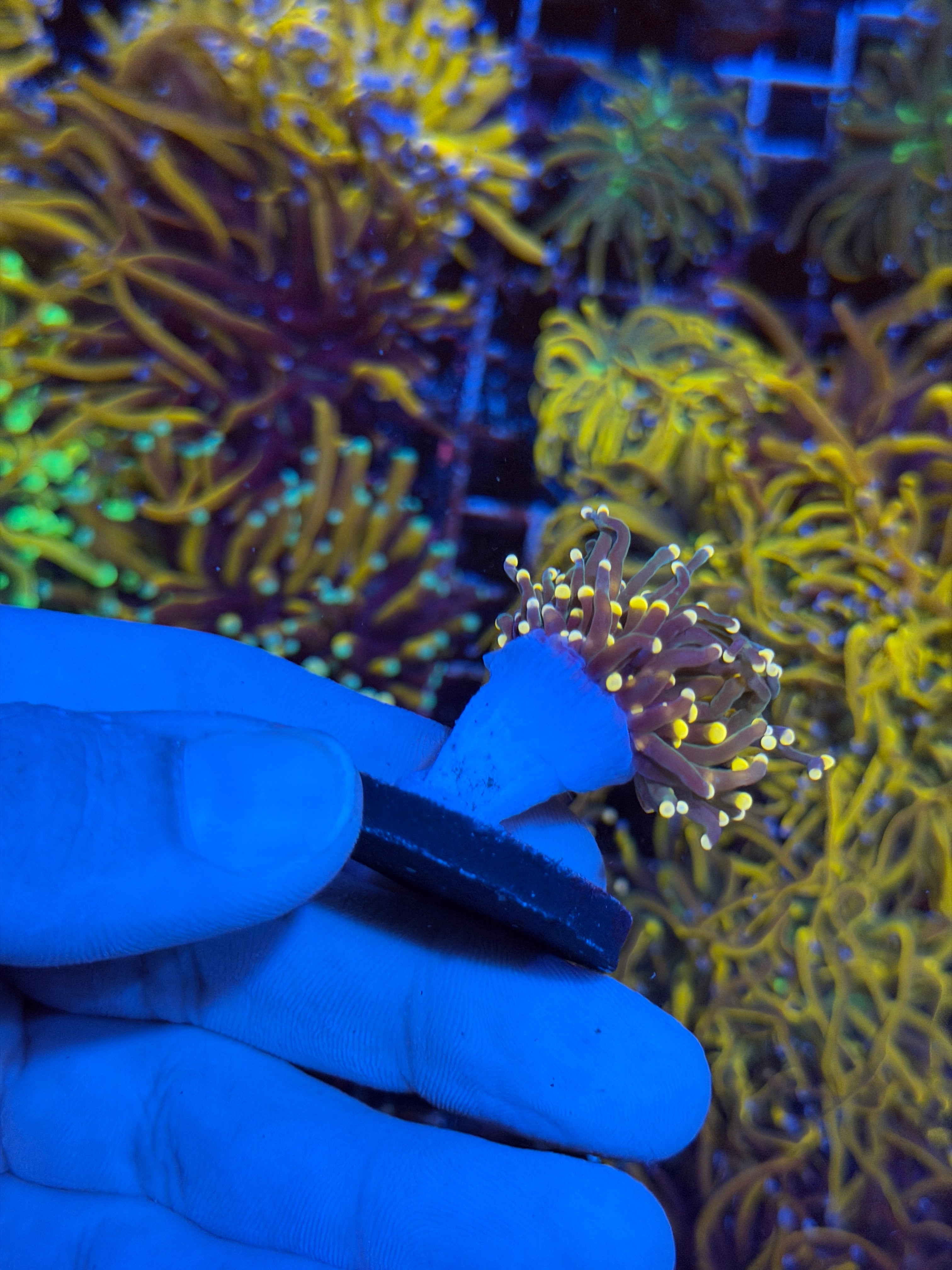 JEA Darksiders Torch Coral 1 Head 2/24