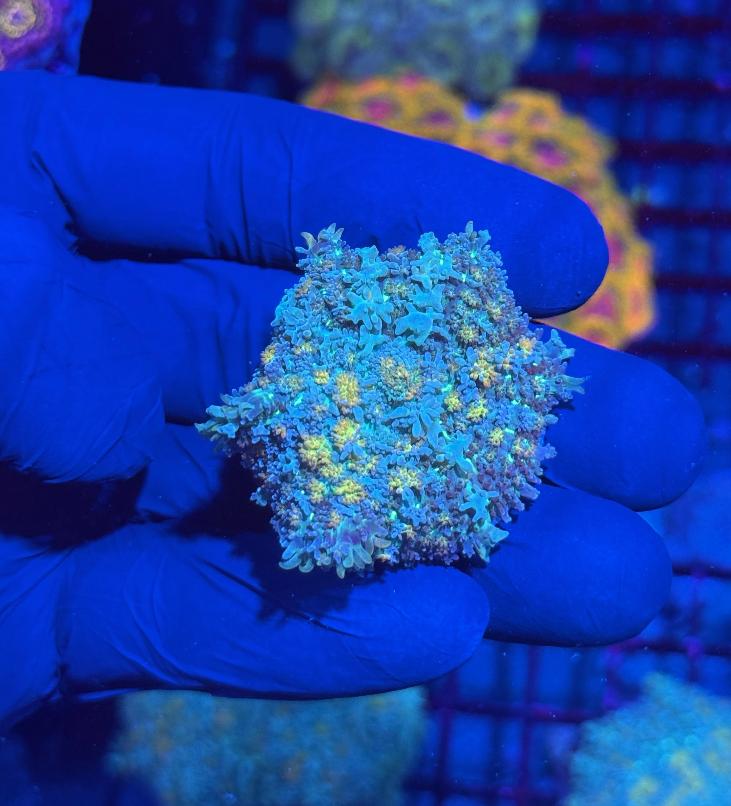 JEA Blueberry Lemonade Bounce Carpet Mushroom Coral