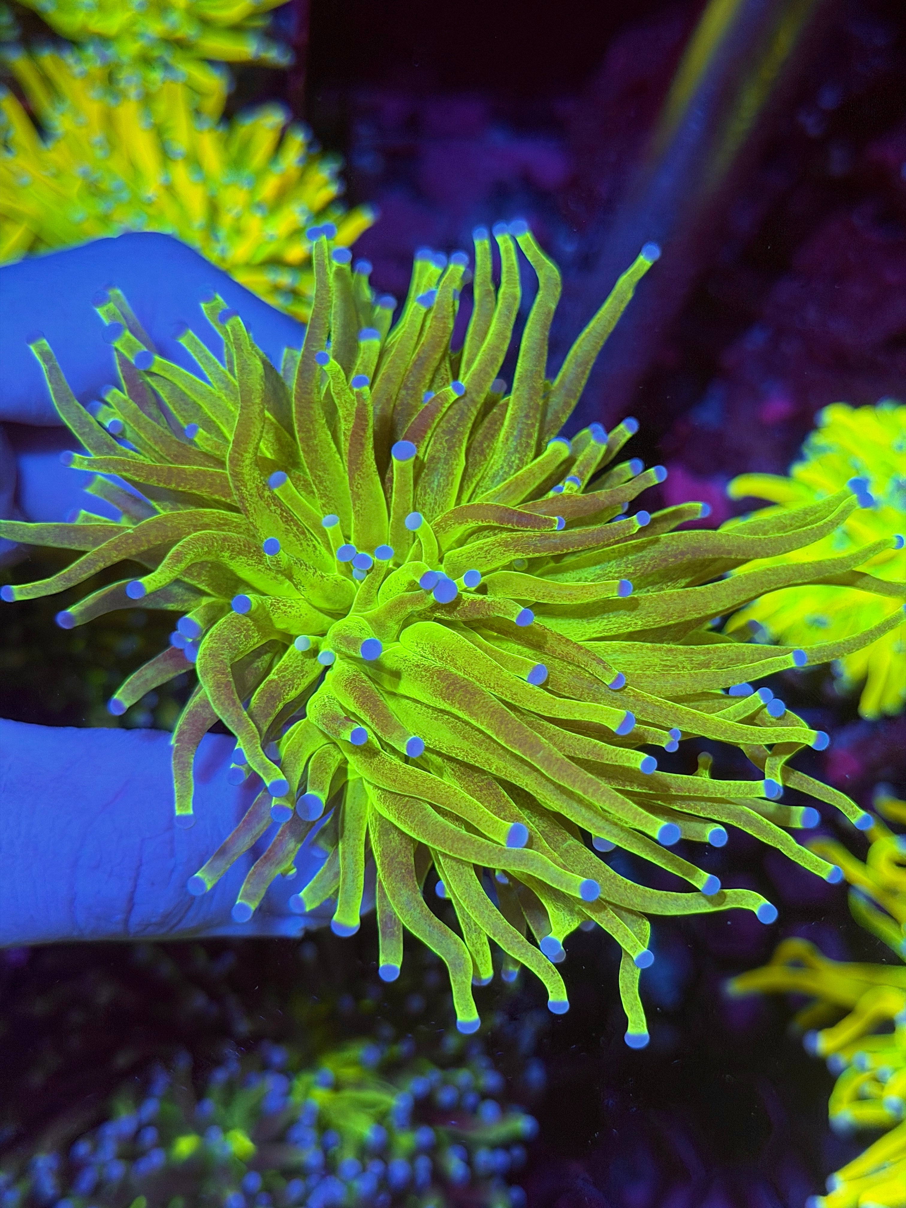 JEA Grafted Glitter Holy Grail Torch Coral 2 Heads Splitting XXL 12/1