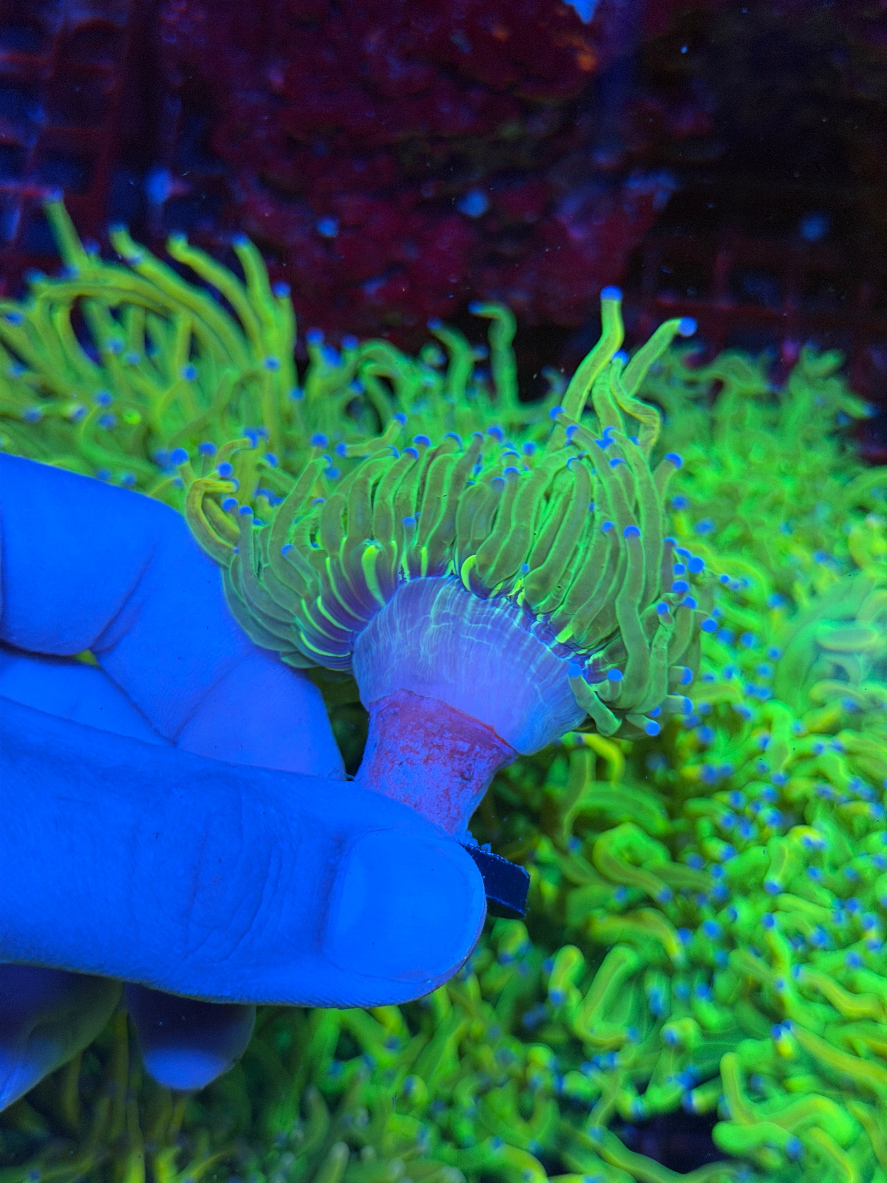 JEA Glitter Grinch Holy Grail Torch Coral 2/25