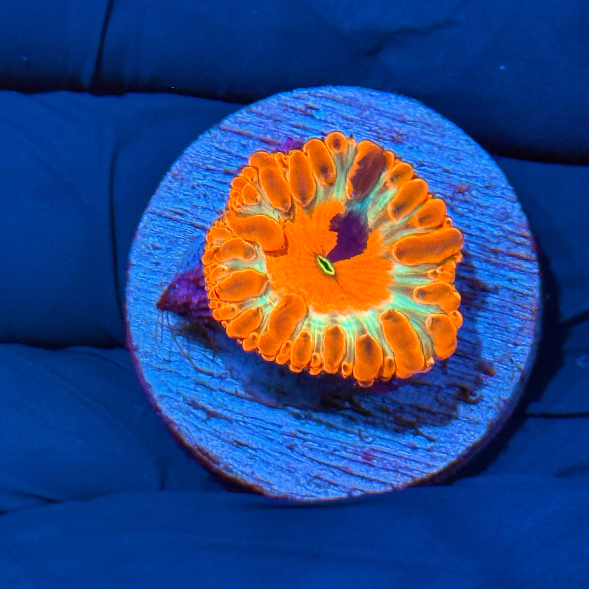 JEA Bushido Grafted Blastomussa Coral INSANE RARE