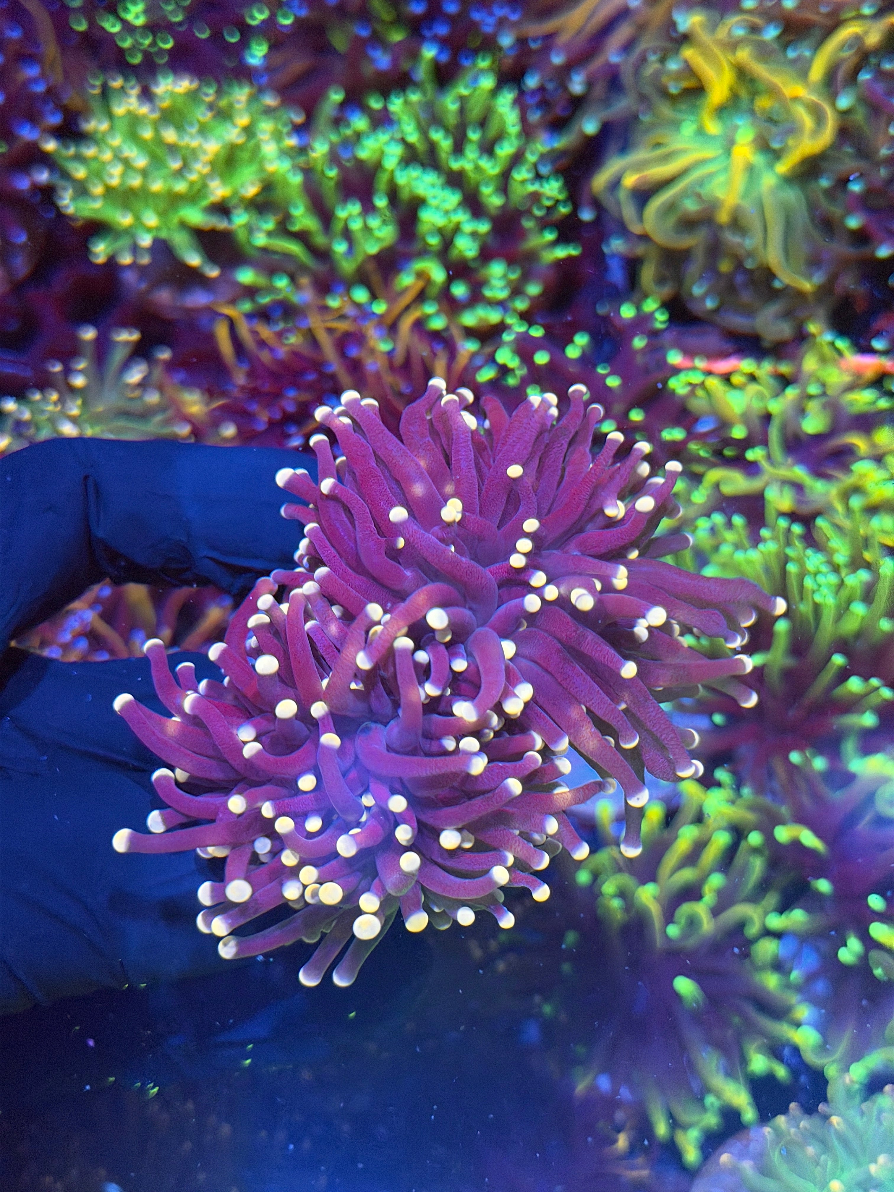 JEA Malaysian Joker Torch Coral Thick Stalk 2 Heads XL 7/10