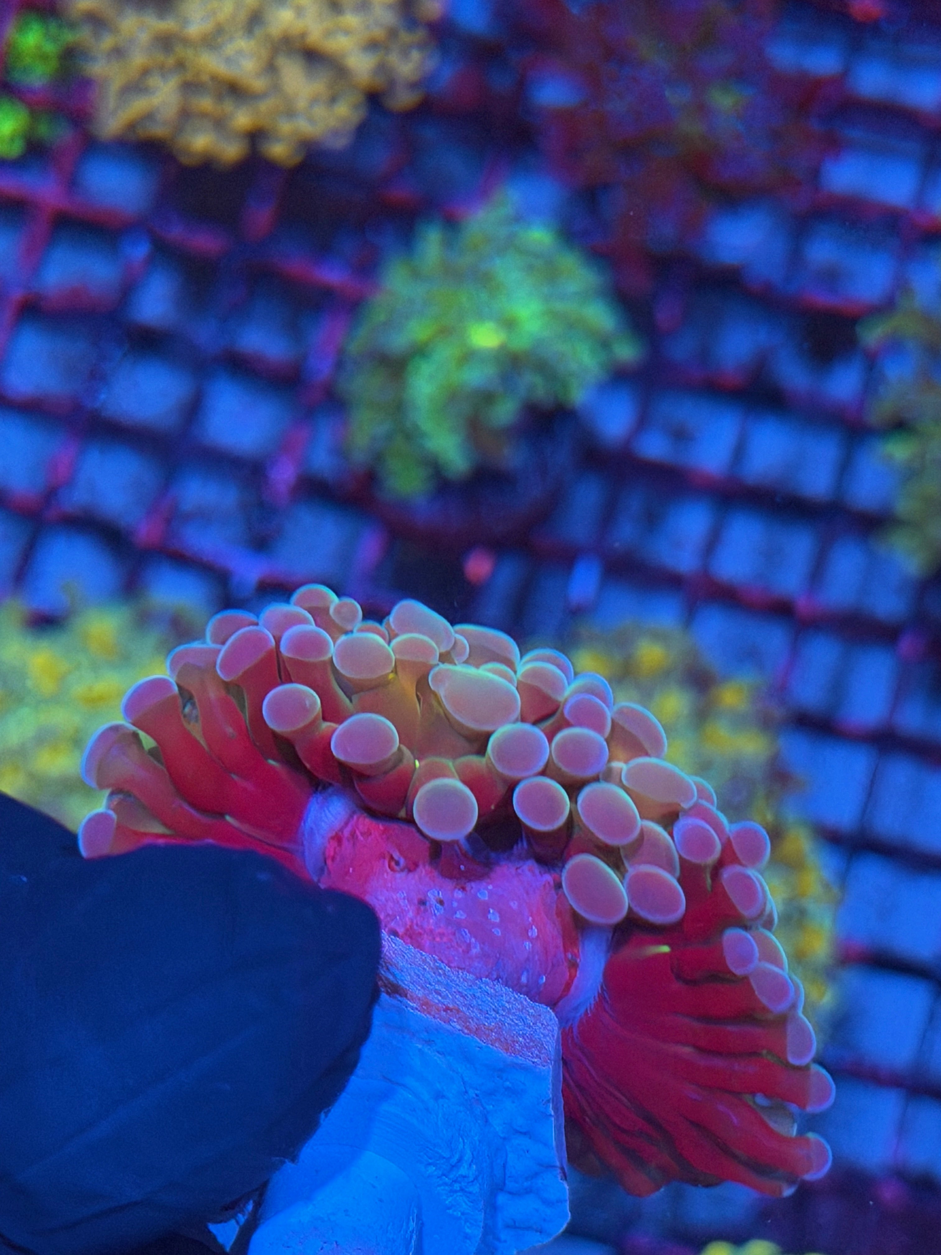 JEA Rainbow Blaster Hammer Coral 2 Heads XL 8/12