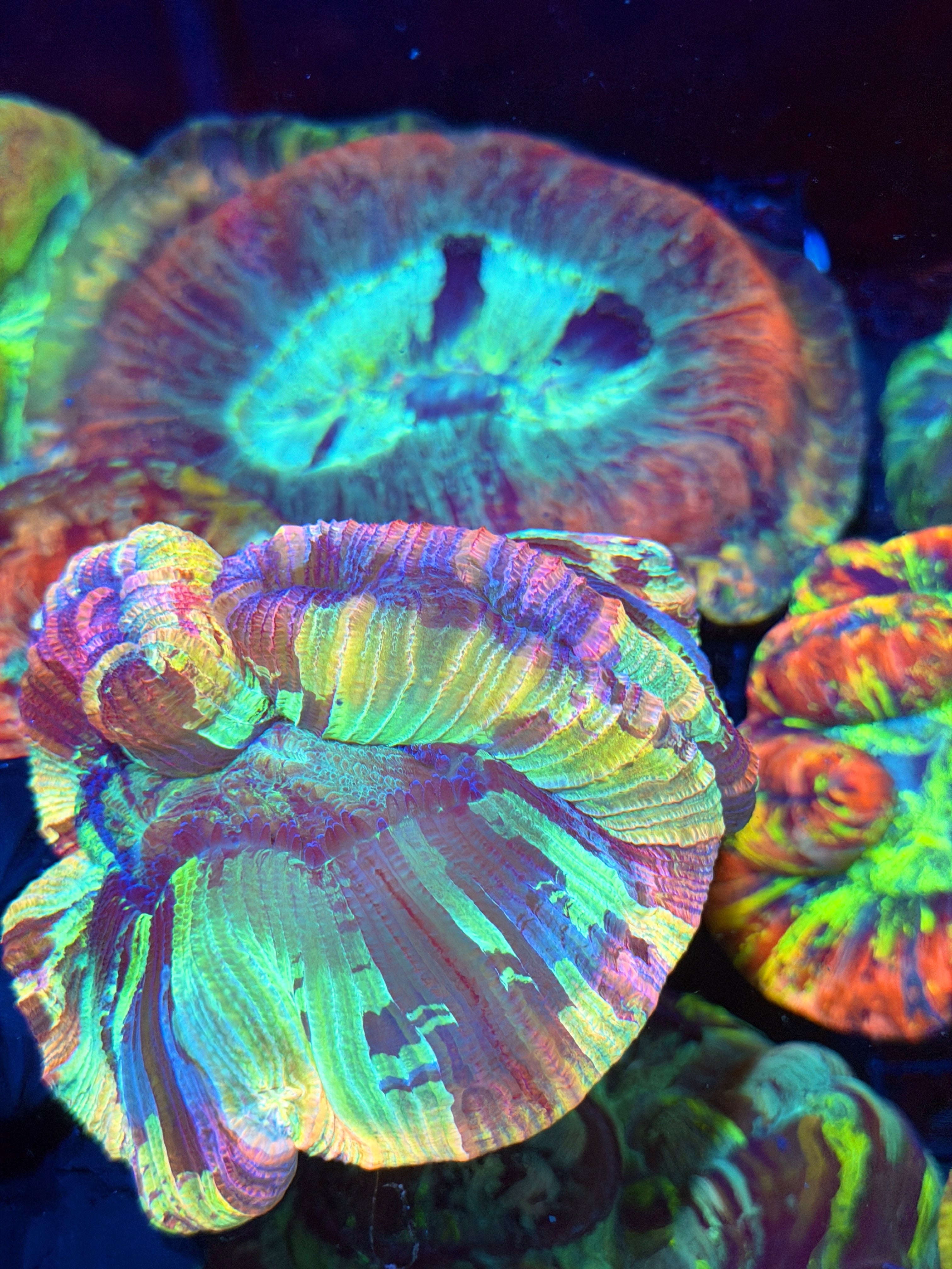 Pastel Rainbow Trachyphyllia Meat Coral XXL Show Size