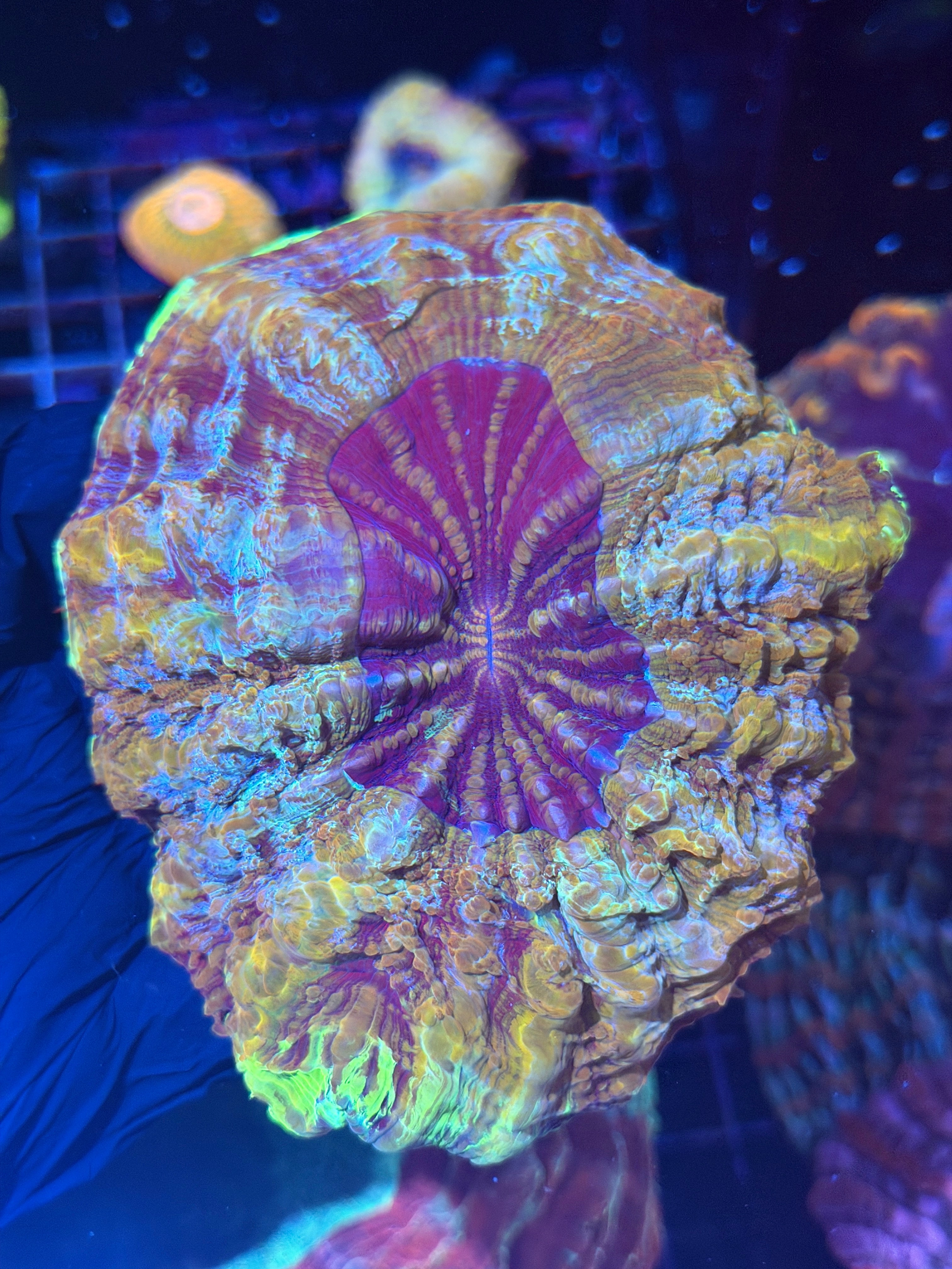 Insane Acanthophyllia Meat Coral Very Unique Collectors Piece