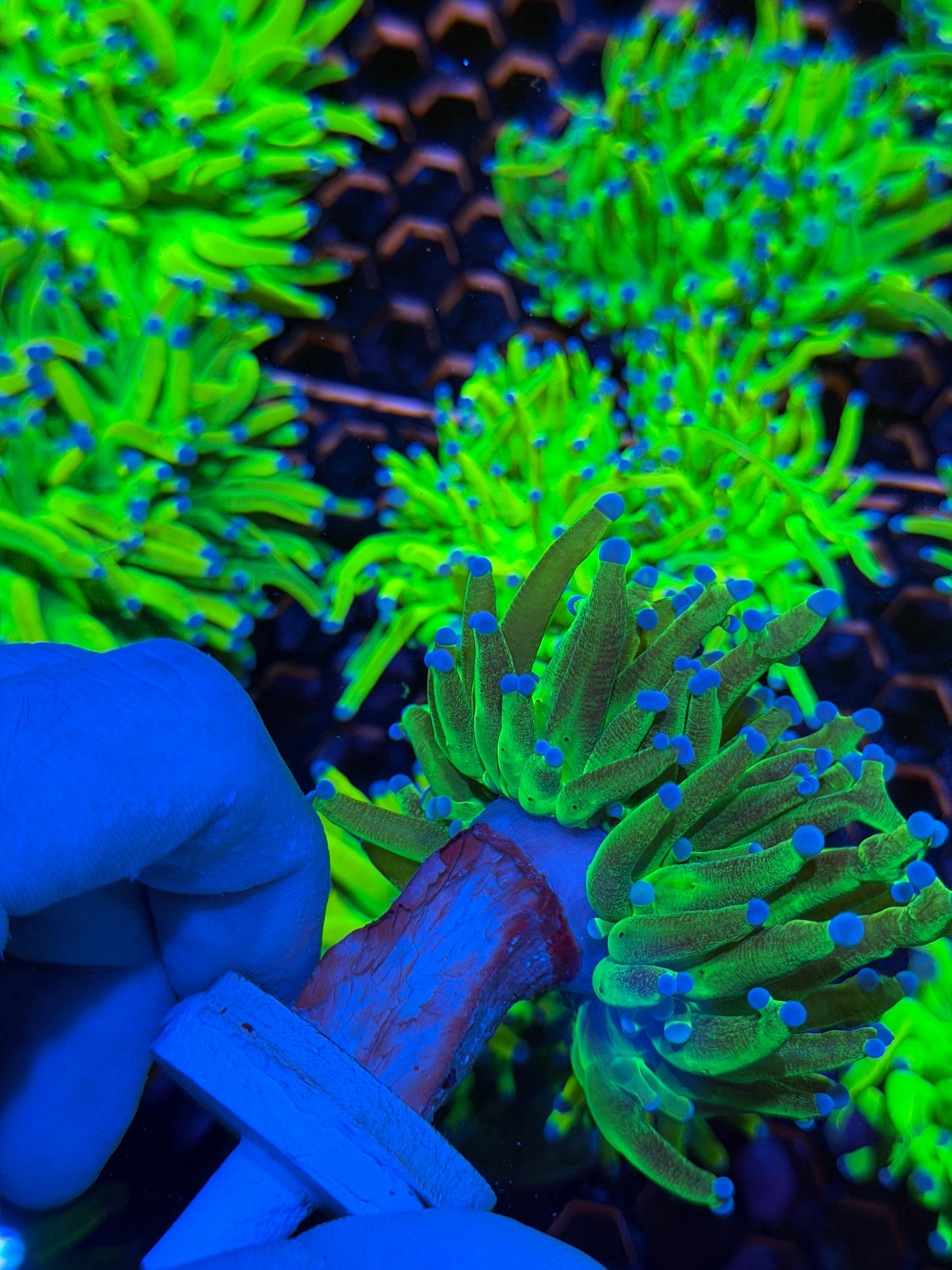JEA Grafted Glitter Holy Grail Torch Coral 1 XL Head Unique 2/24