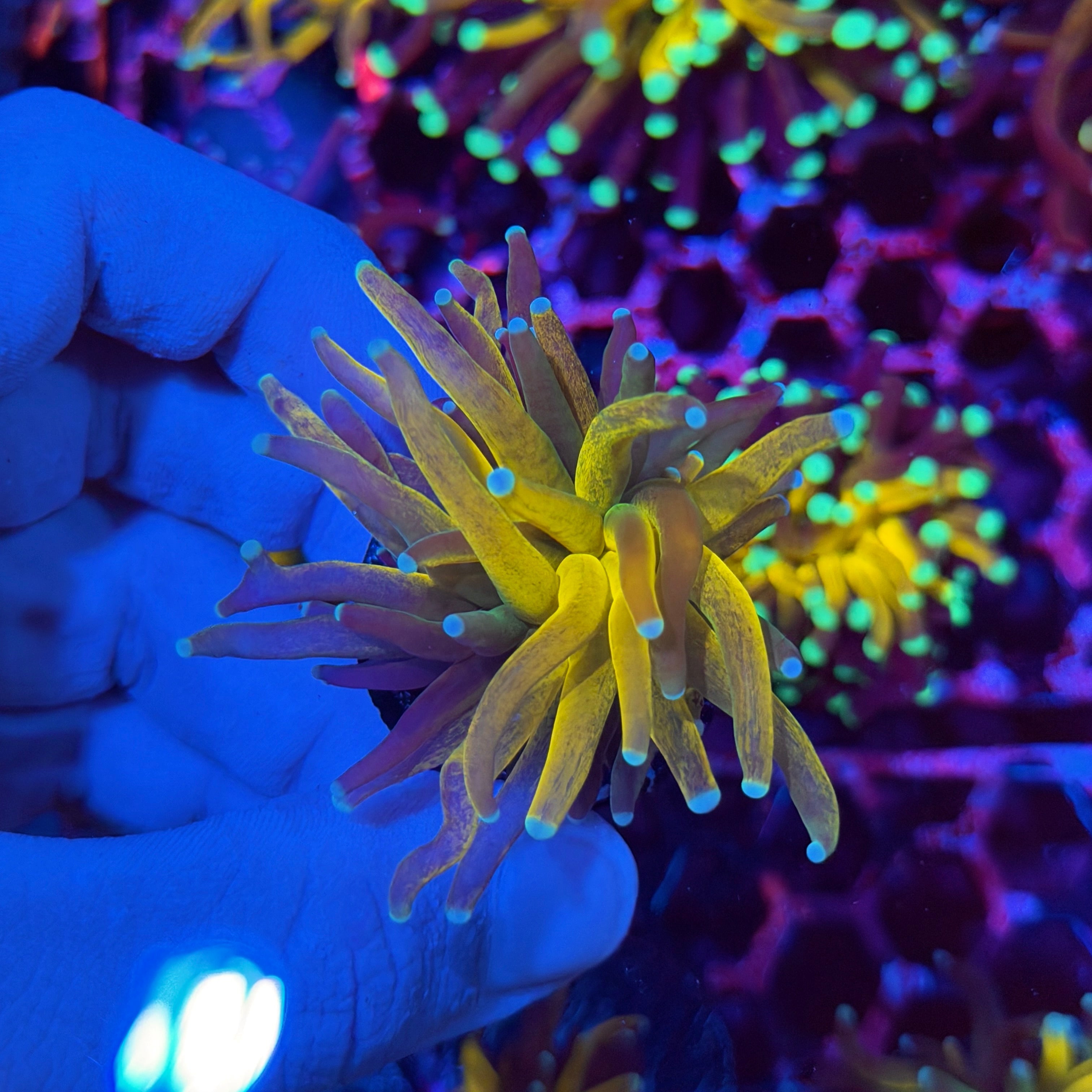 JEA Tiger 2.0 Torch Coral 1 XL Head 3/4