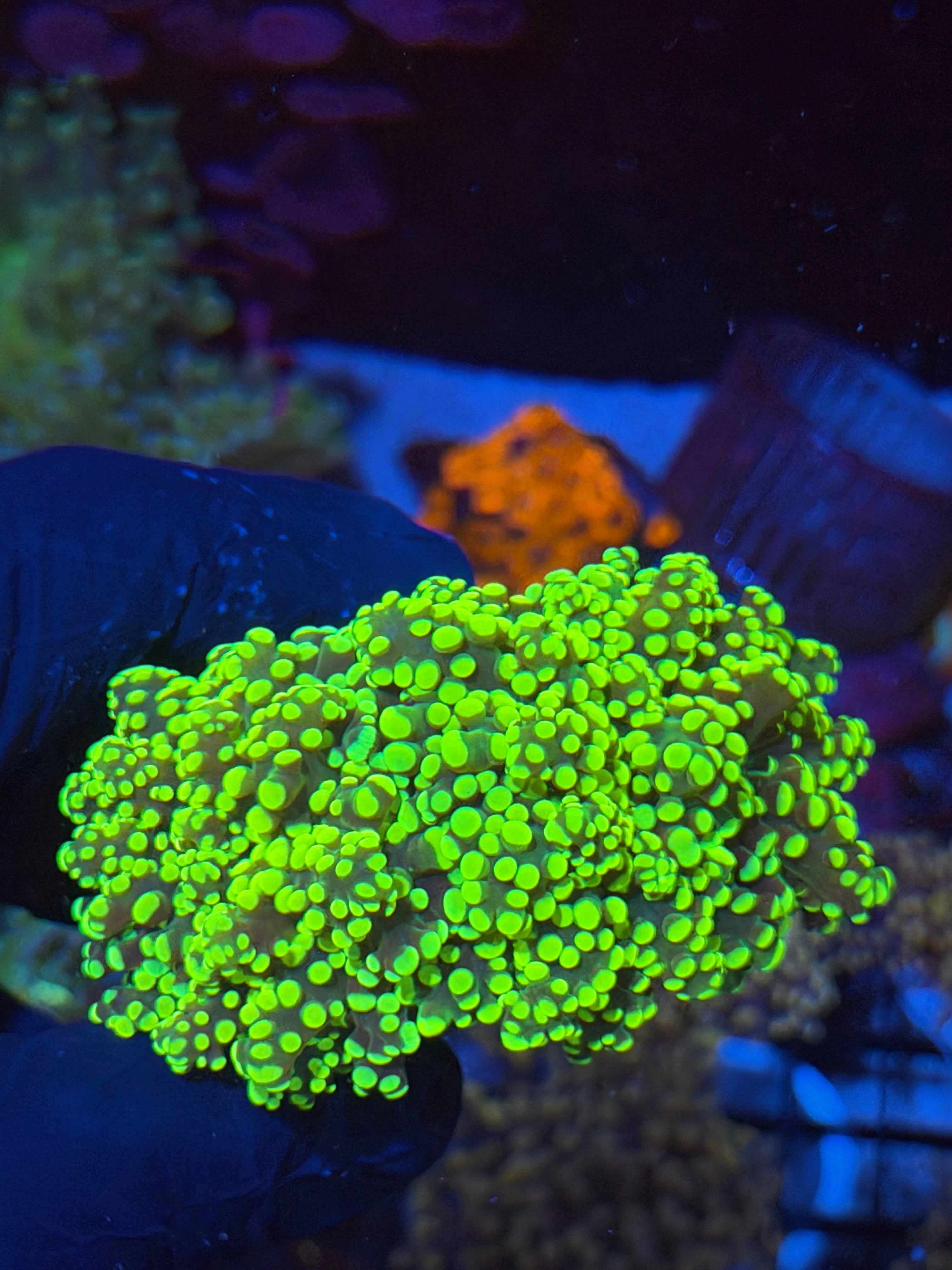 JEA Toxic Yellow Frogspawn Coral 2 Heads XXL 7/15