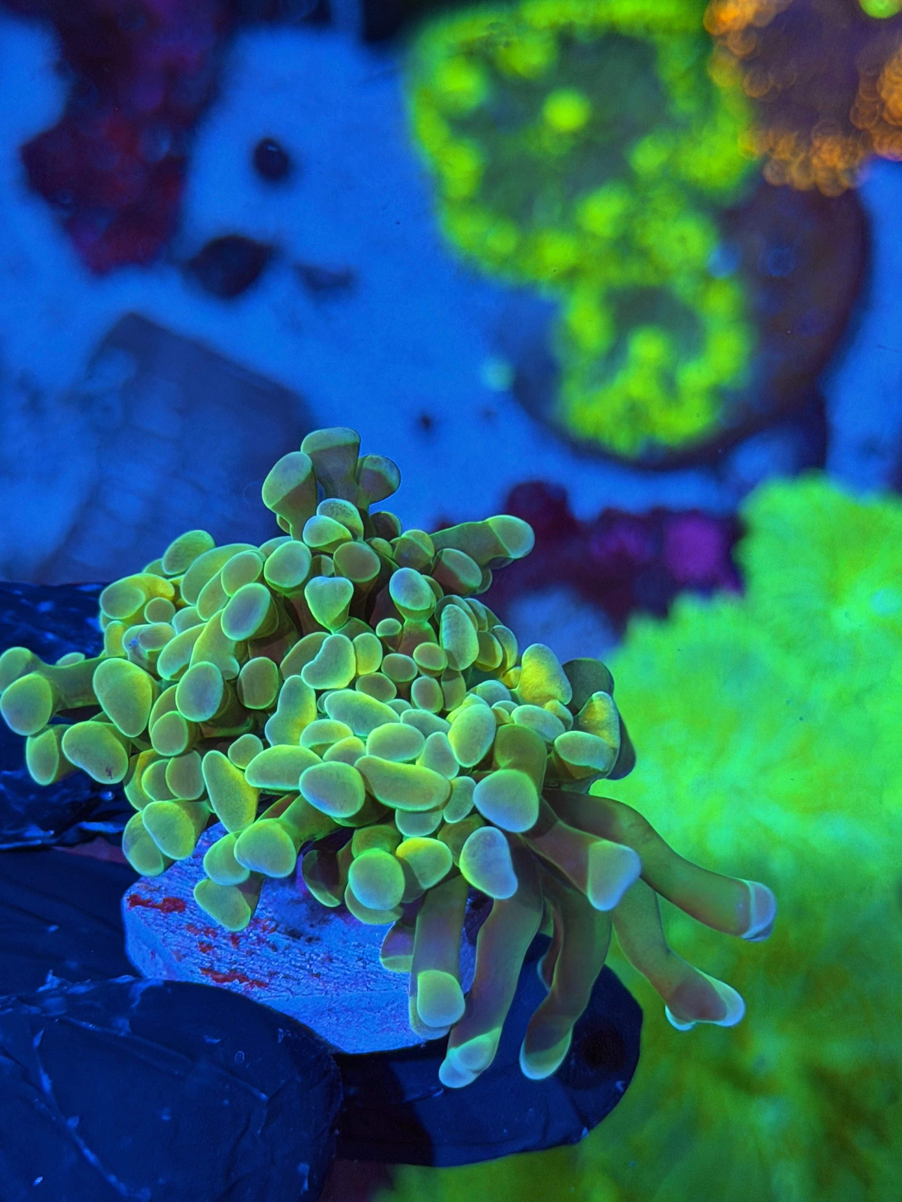 JEA Raygun Hammer Coral 2 Heads XL