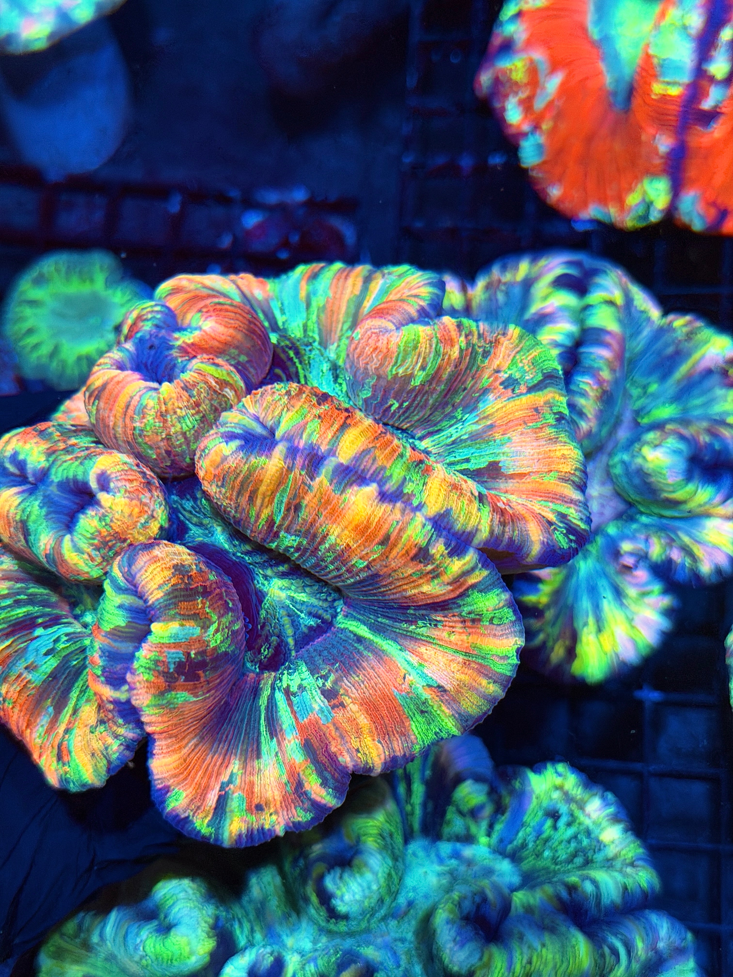 Rainbow Trachyphyllia Meat Coral XXL Show Piece