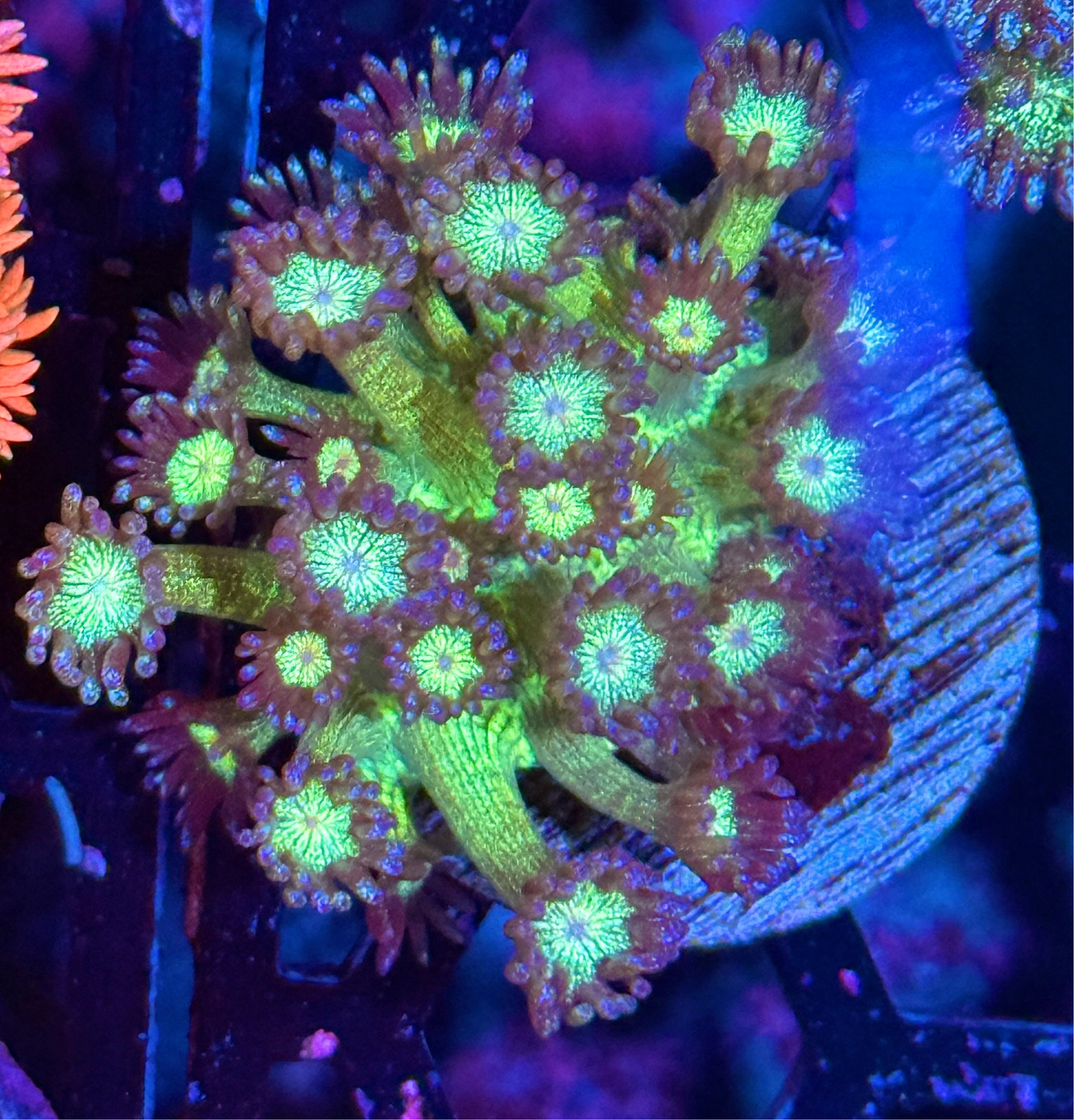 JEA Glitter Bomb Goniopora Coral