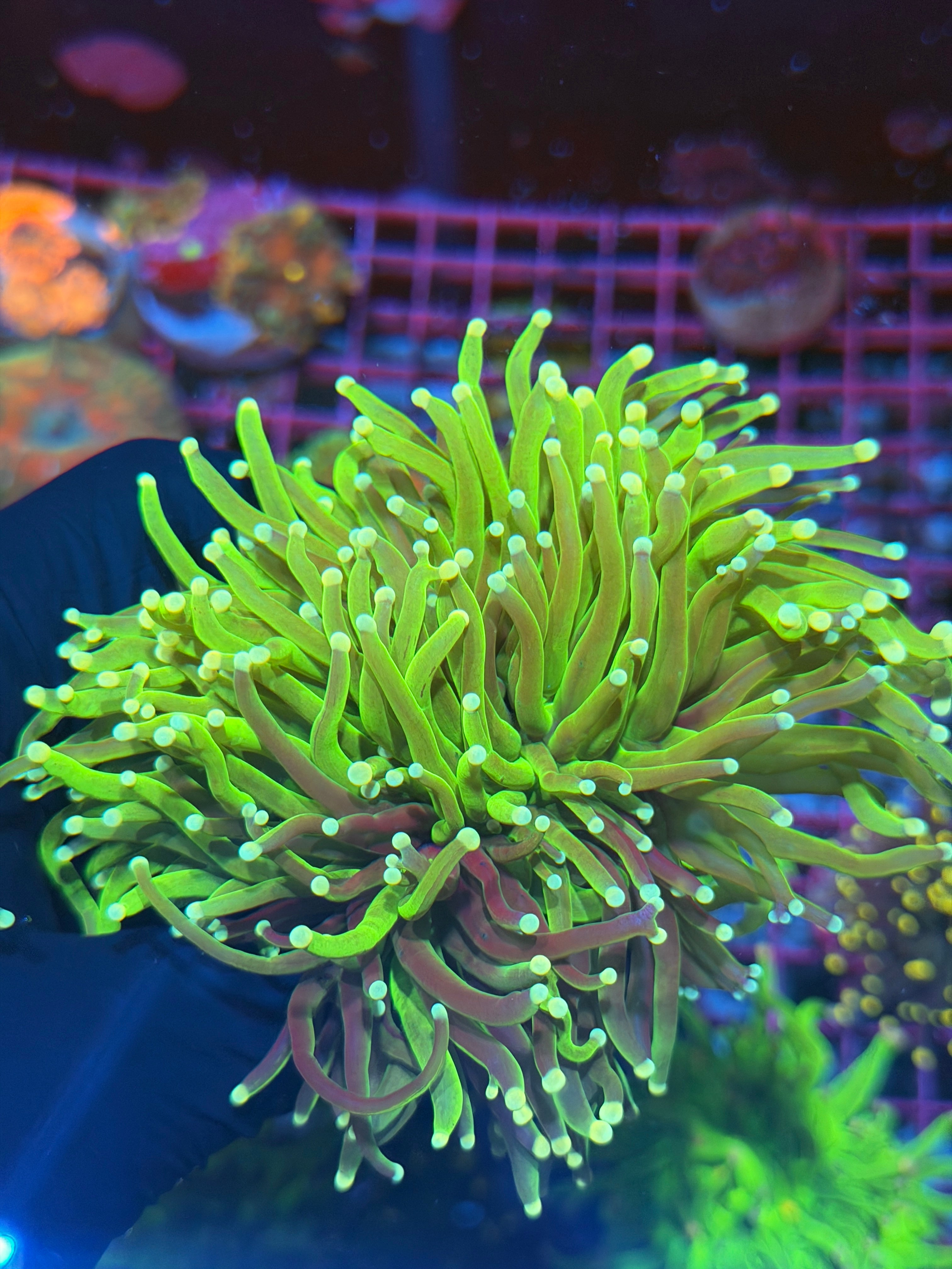 JEA Grafted Key Lime Pie Torch Coral Mini Colony 4 Heads Splitting XXXL Show Piece 8/1