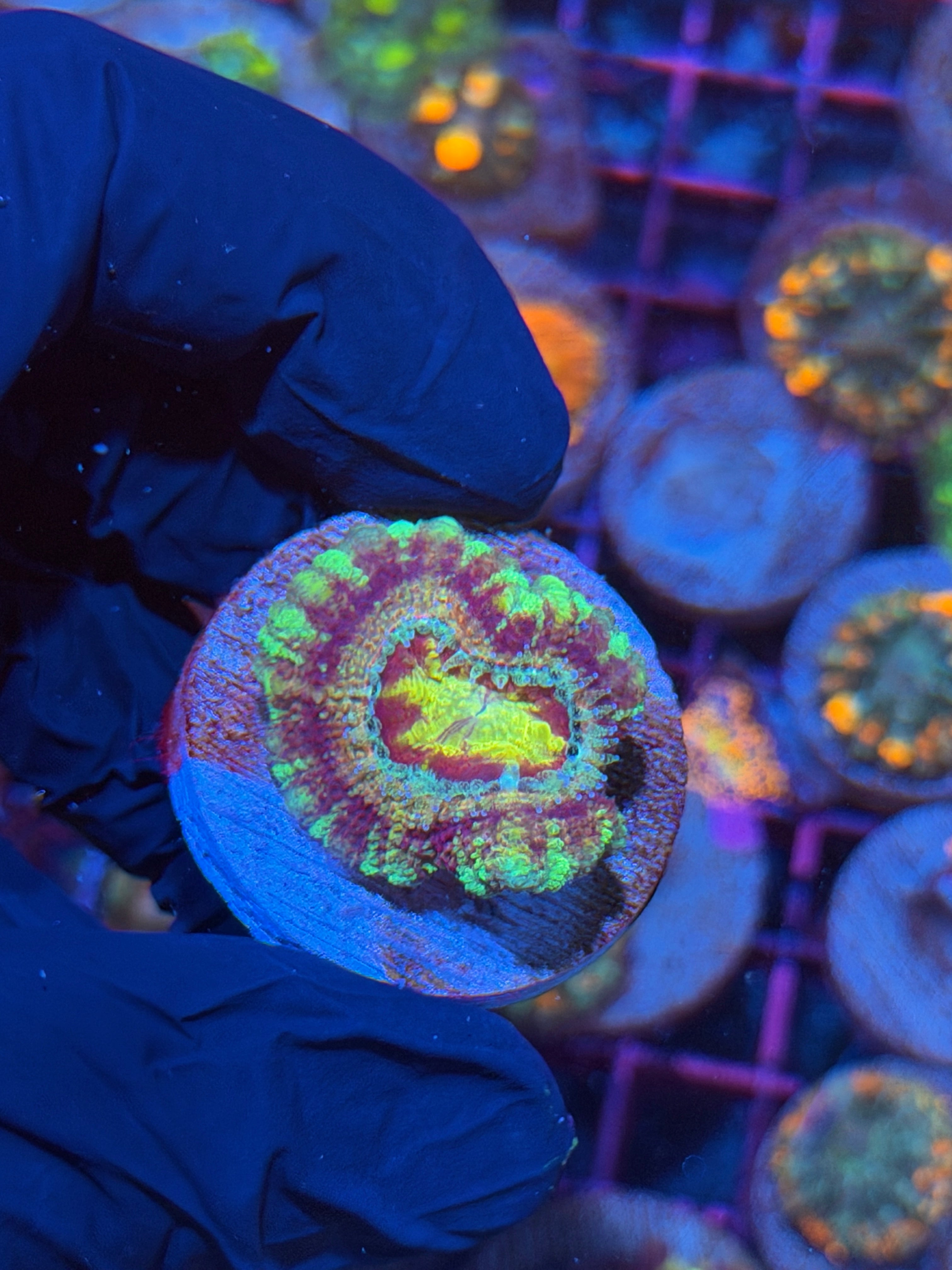 JEA Dante’s Inferno Asian Acans 1 XL Head 11/3