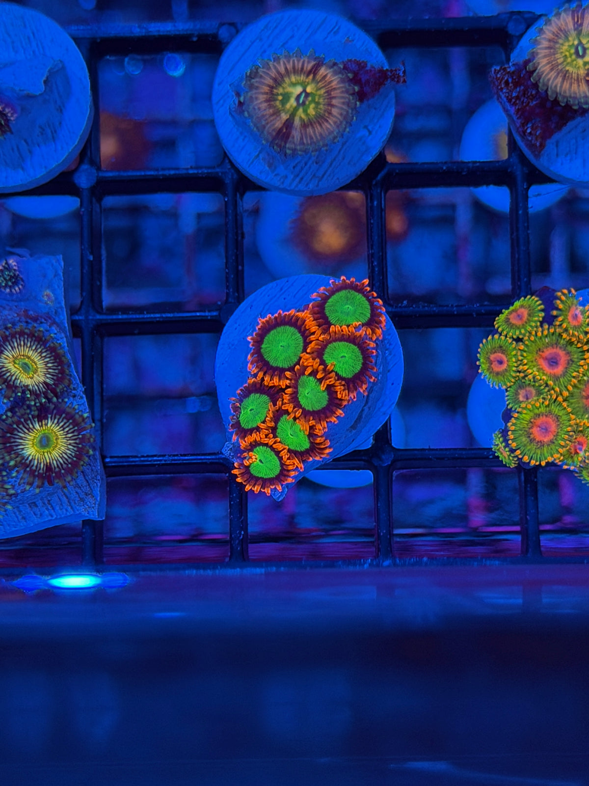 JEA Goblins Zoanthid Coral 7 Polyps 9/21