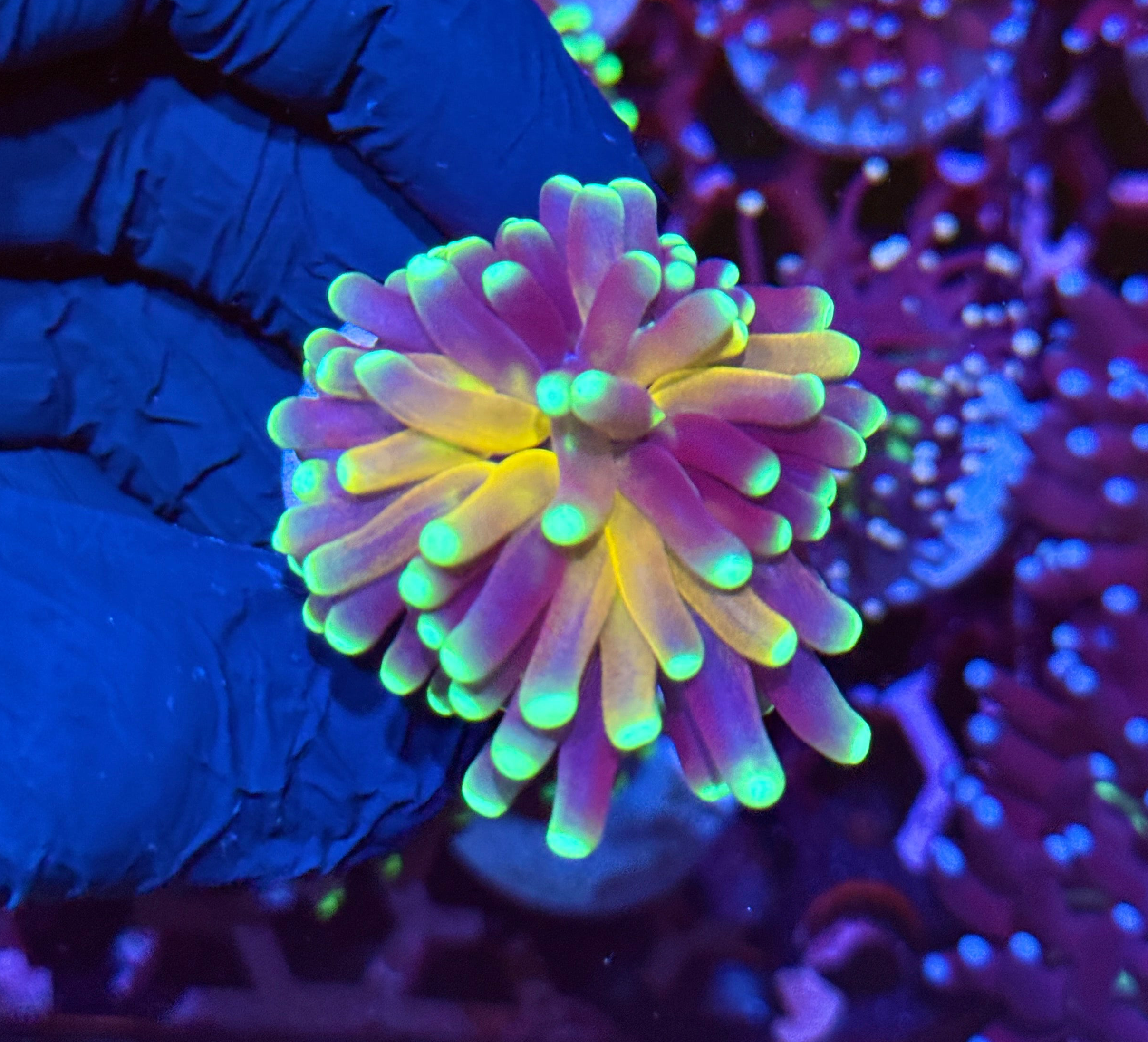 JEA Branching Tiger Torch Coral 1 XL Head