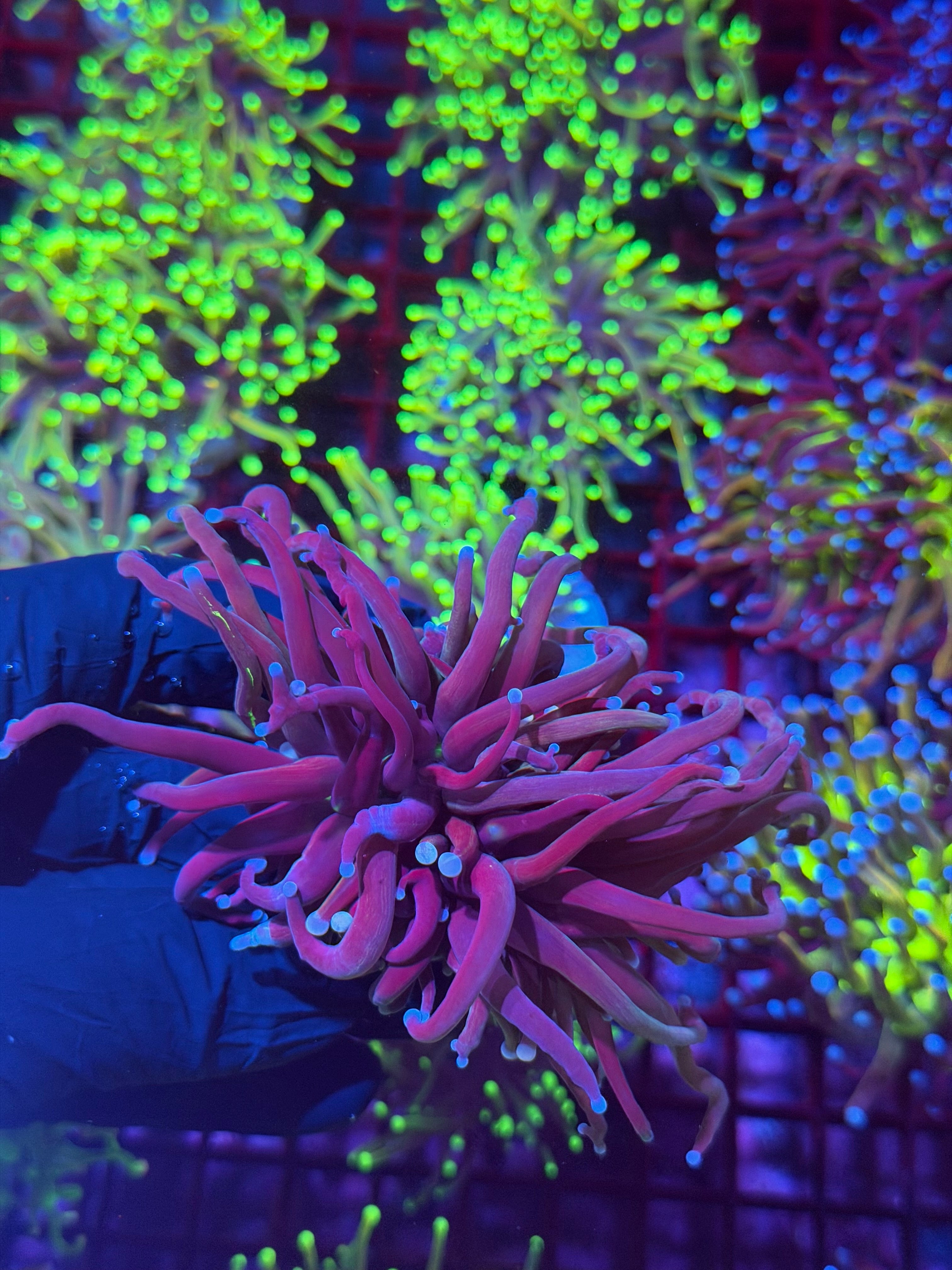 JEA Death Star Grail Torch Coral 2 Heads Splitting XXXL ( Cut from Grafted Grail Colony ) 8/7