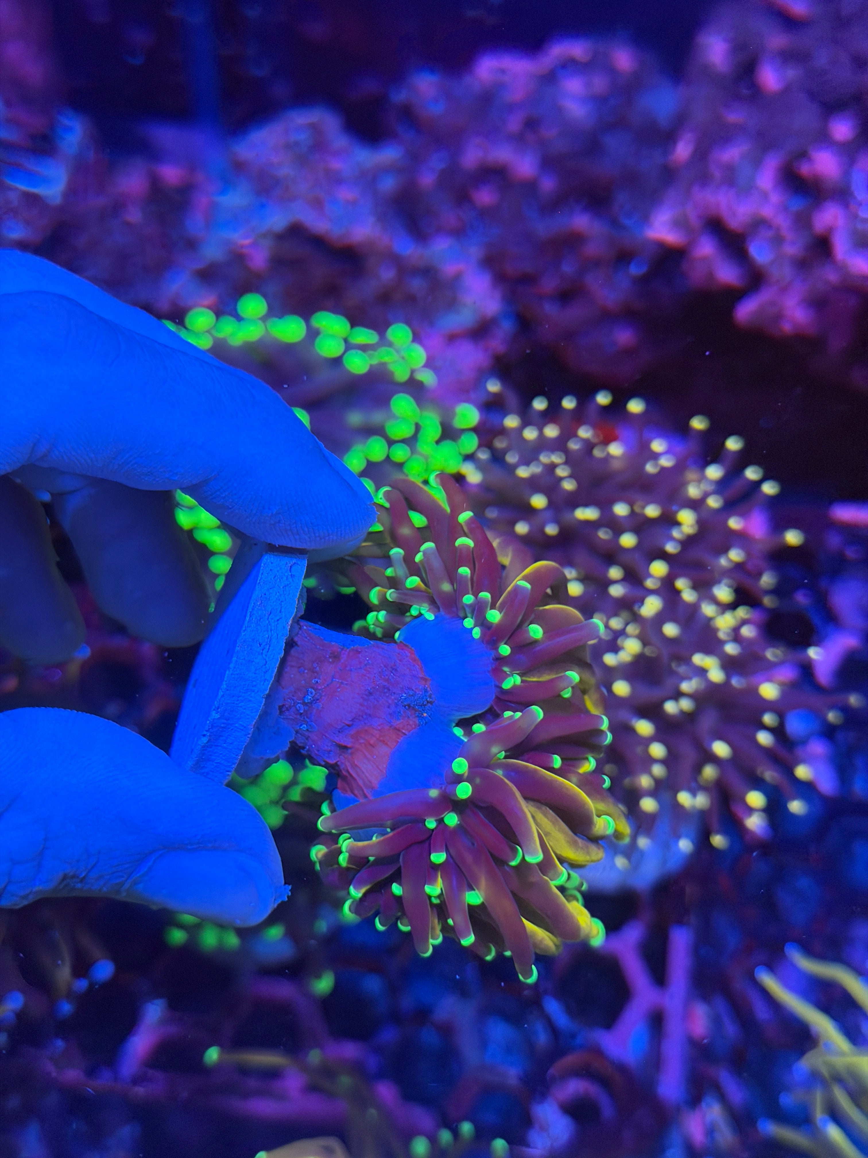 JEA Jester Torch Coral 2 Heads XXL 12/1