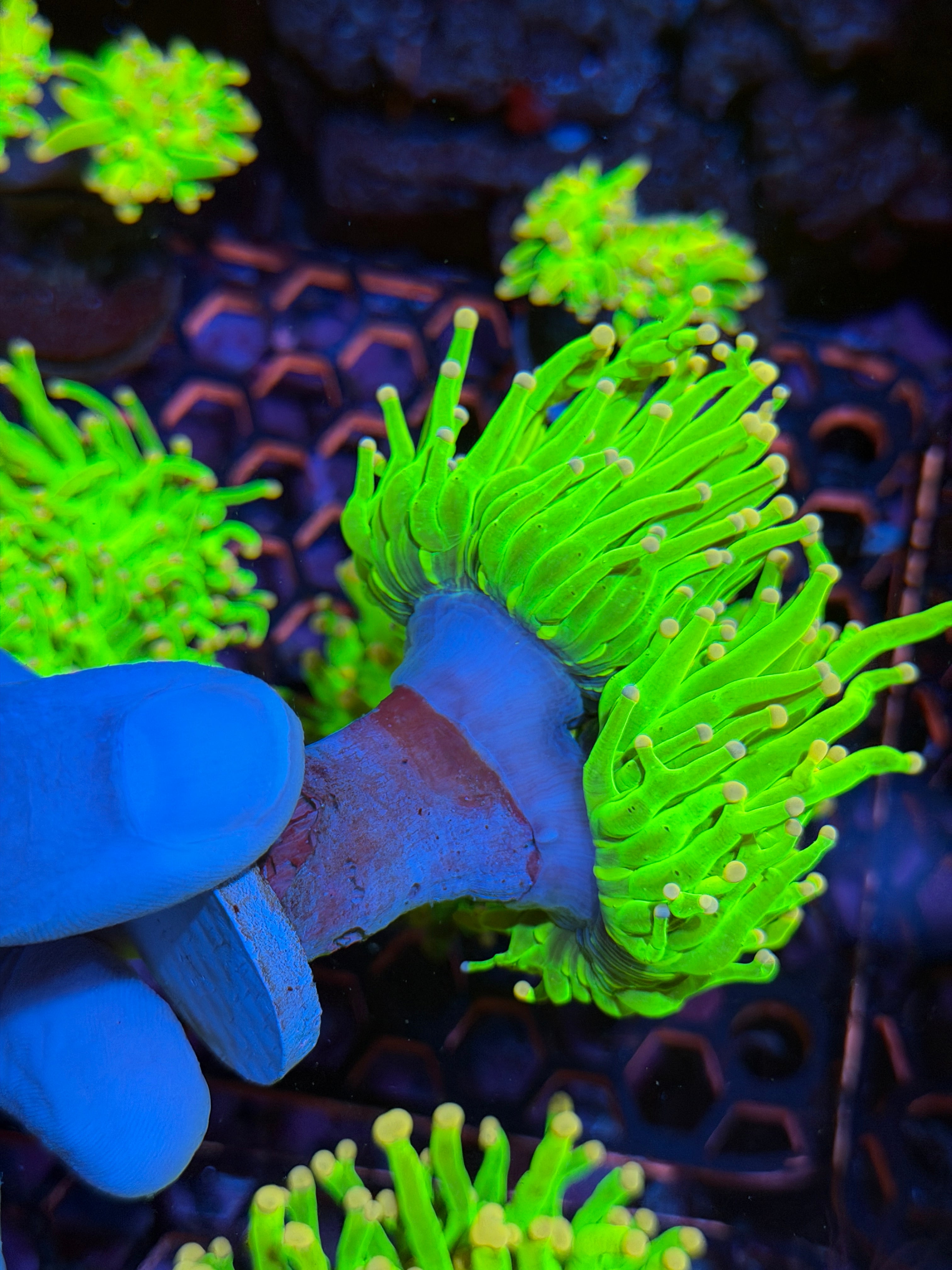 JEA Care Bears Holy Grail Torch Coral 2 Heads XXL 2/24