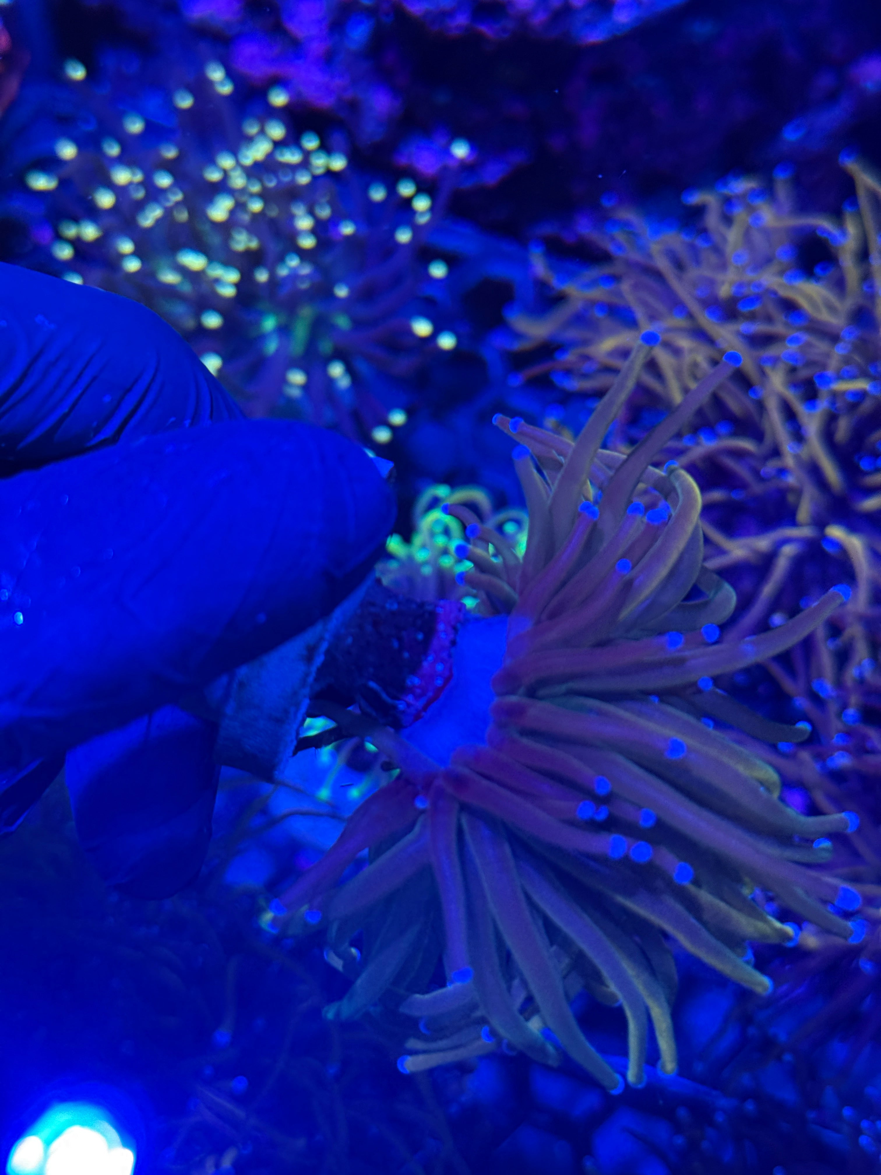 JEA Dragon Tamer Torch Coral 1 Head