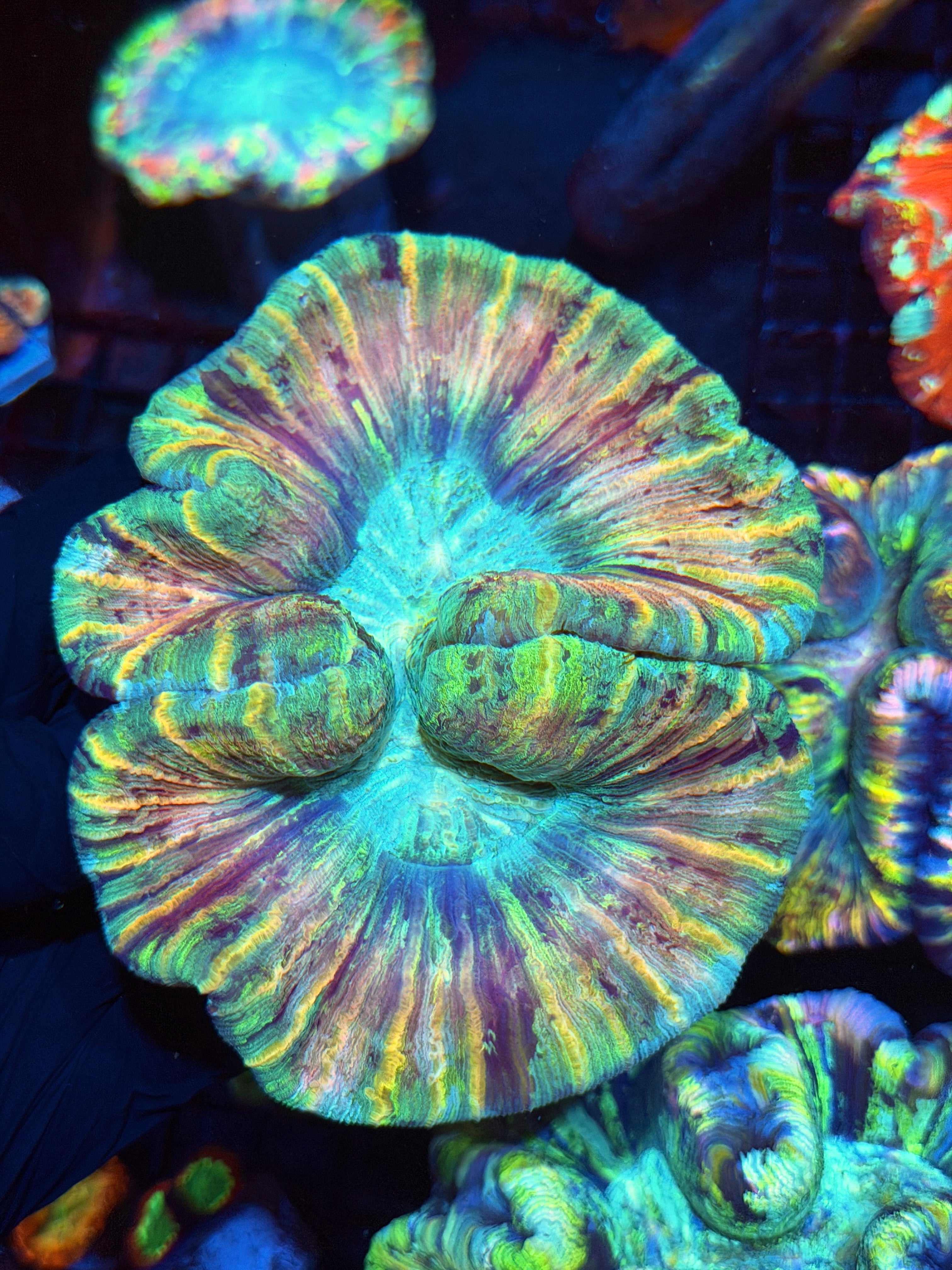 Rainbow Striped Trachyphyllia Meat Coral XL Show Piece