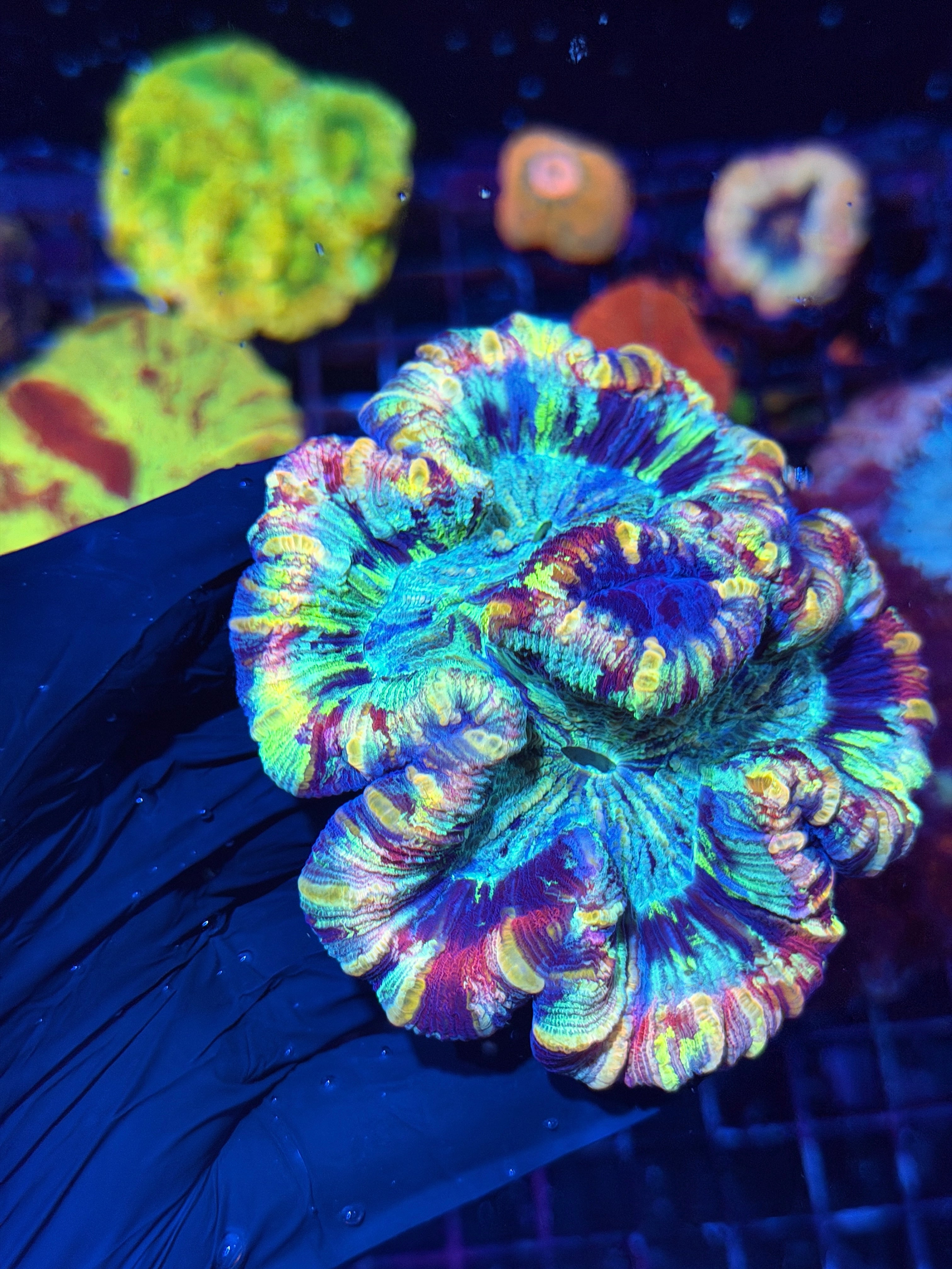 Striped Rainbow Trachyphyllia Meat Coral XL Show Piece