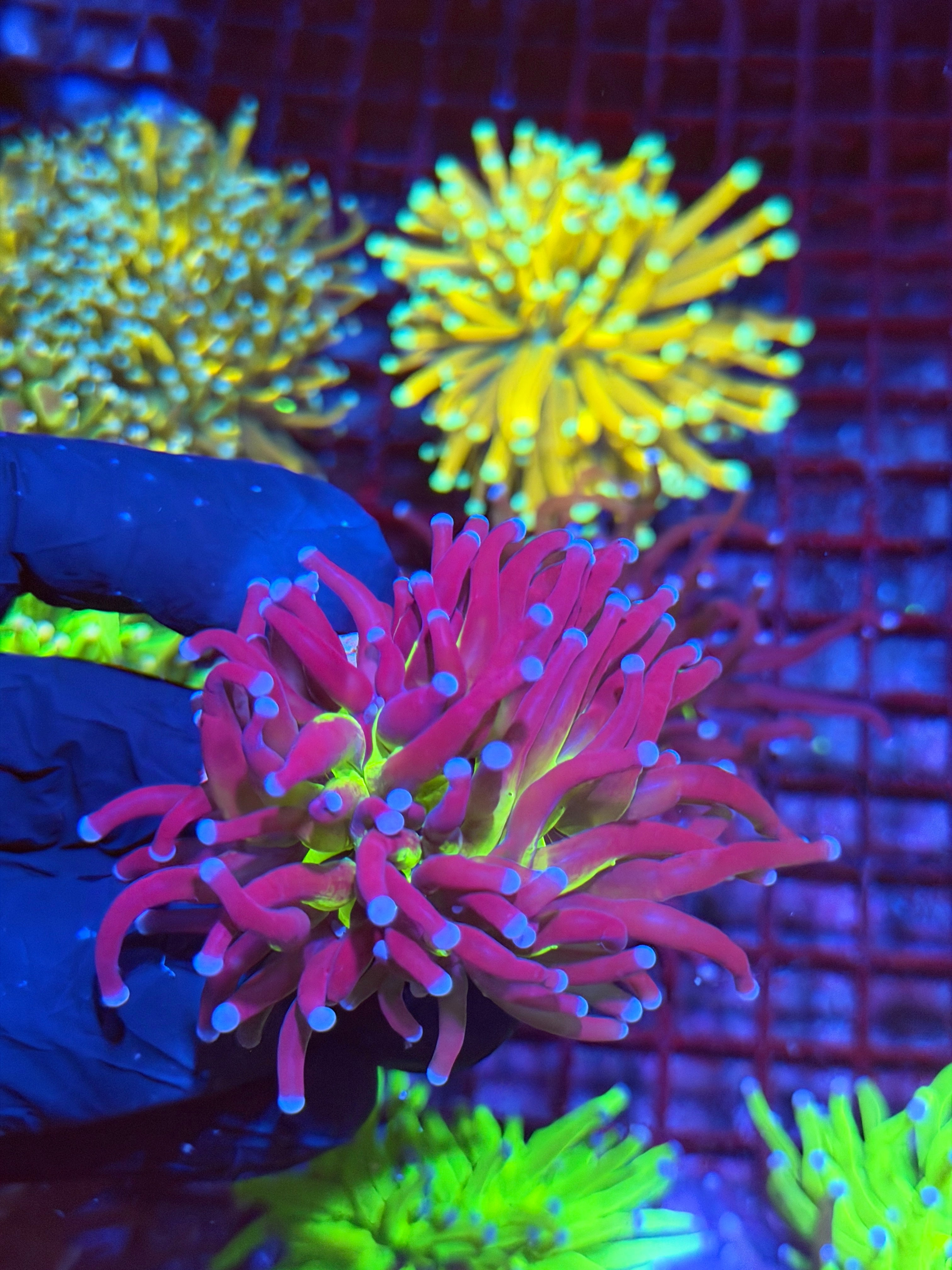 JEA Death Star Holy Grail Grail Torch Coral 1 XL Head 9/6