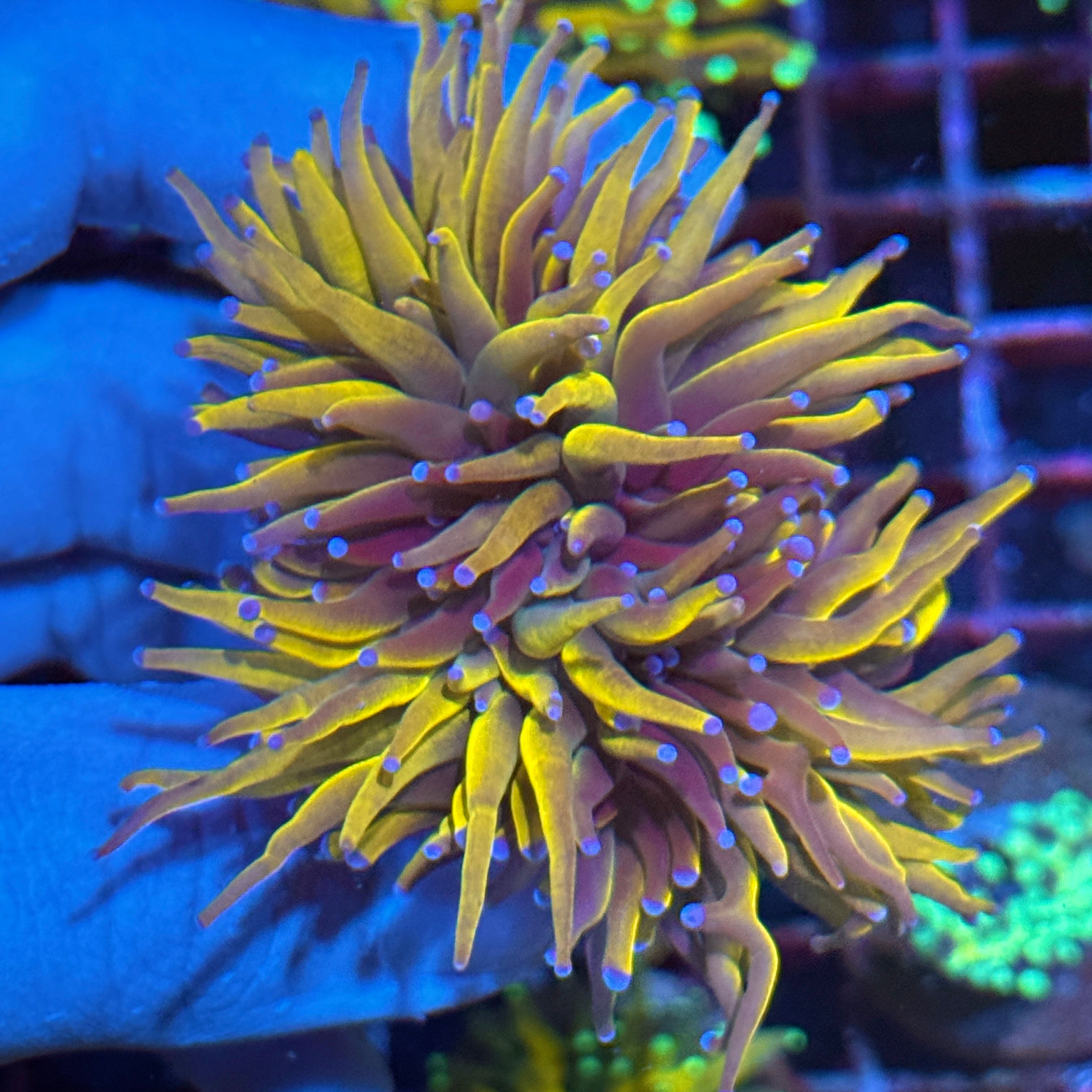 JEA Shiny Dragon Tamer Torch Coral 3 Heads XL
