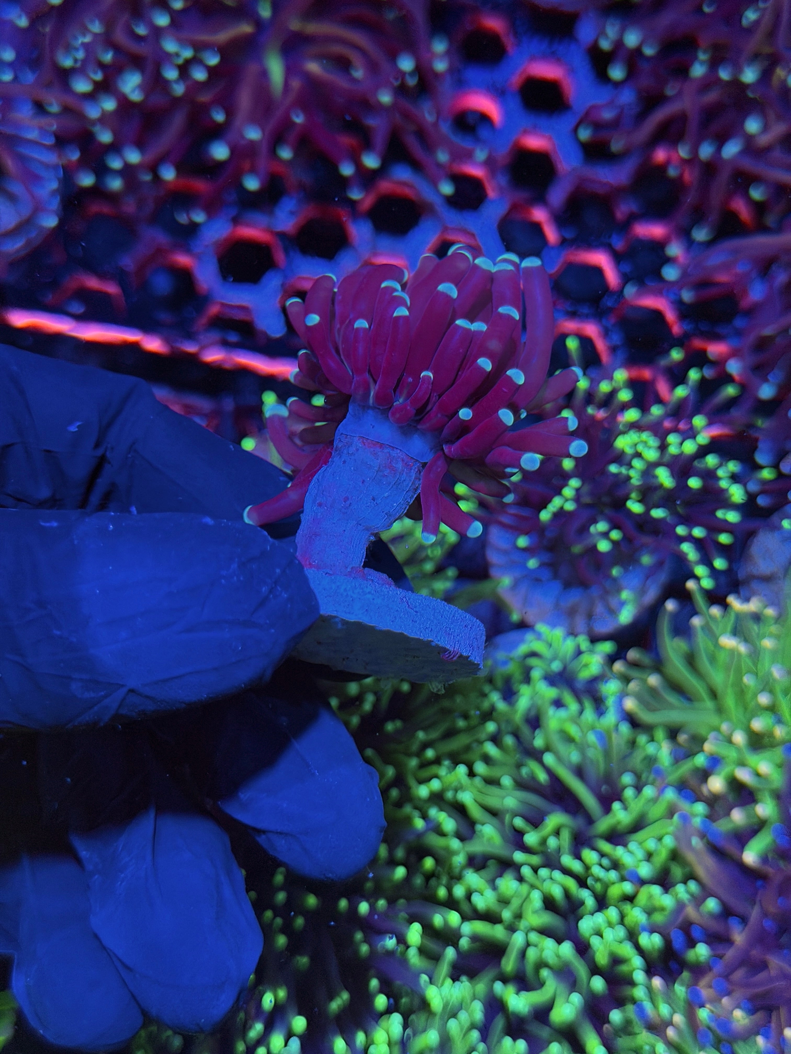 JEA Tiger 2.0 Torch Coral 1 XL Head